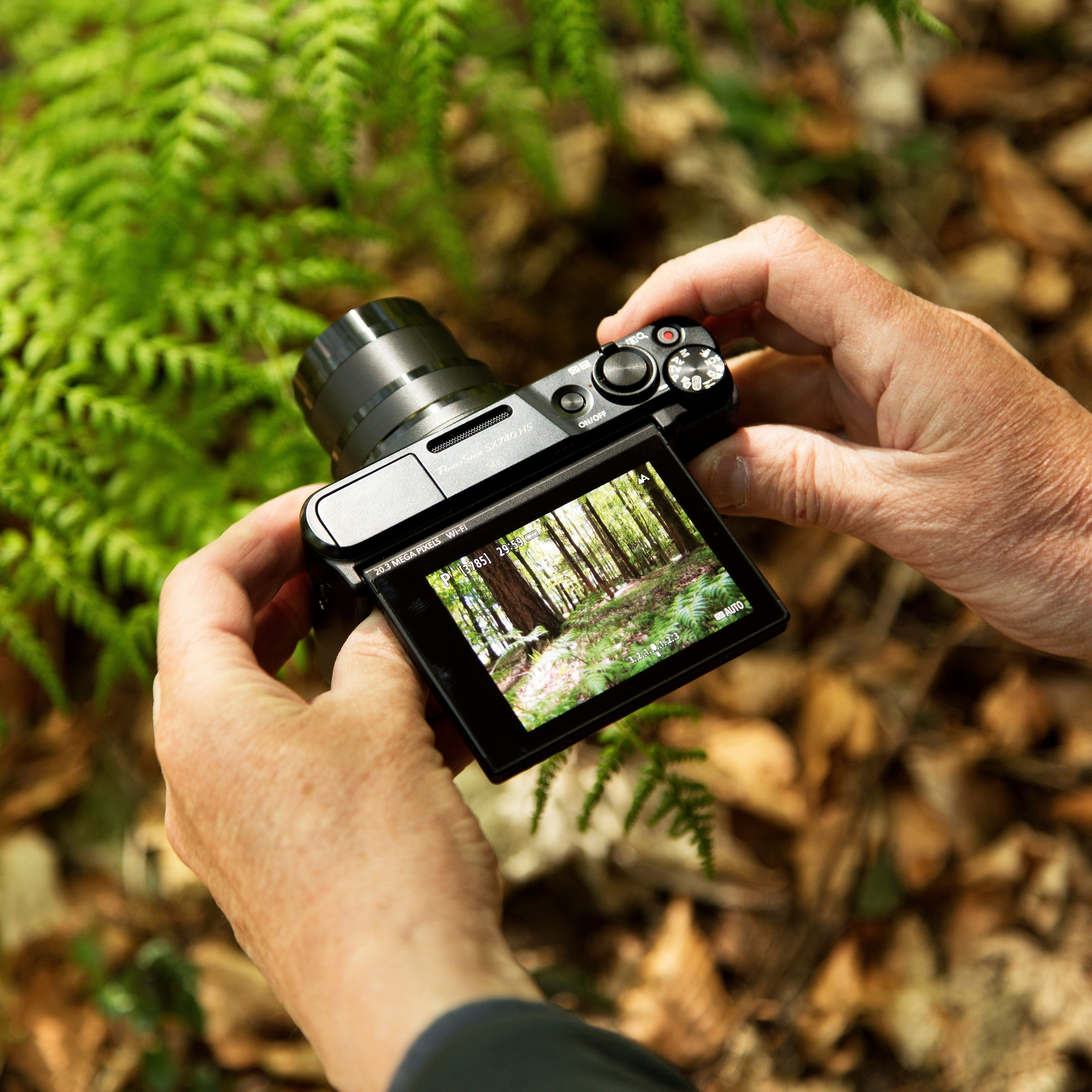Una persona tiene in mano una fotocamera, mostrando una scena della foresta. Felci e foglie circondano la fotocamera.