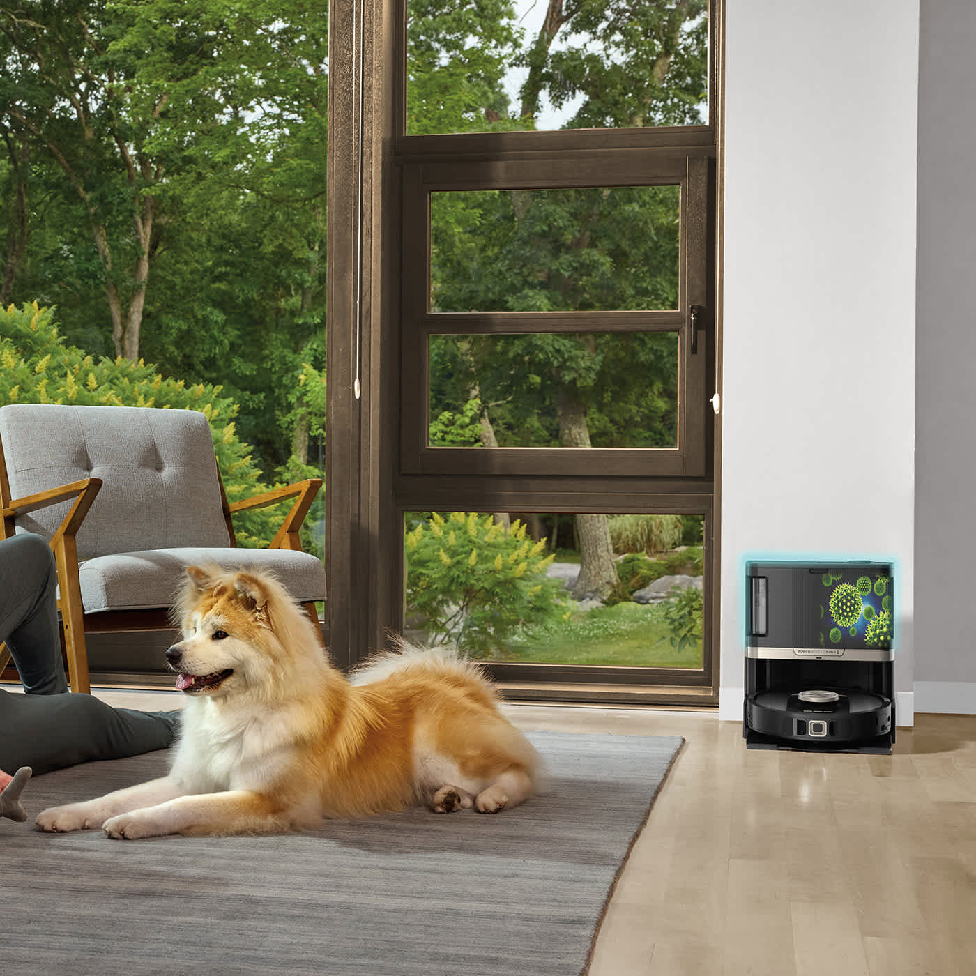Un chien est allongé sur un tapis près d'une fenêtre. Un aspirateur robot est près de la fenêtre.