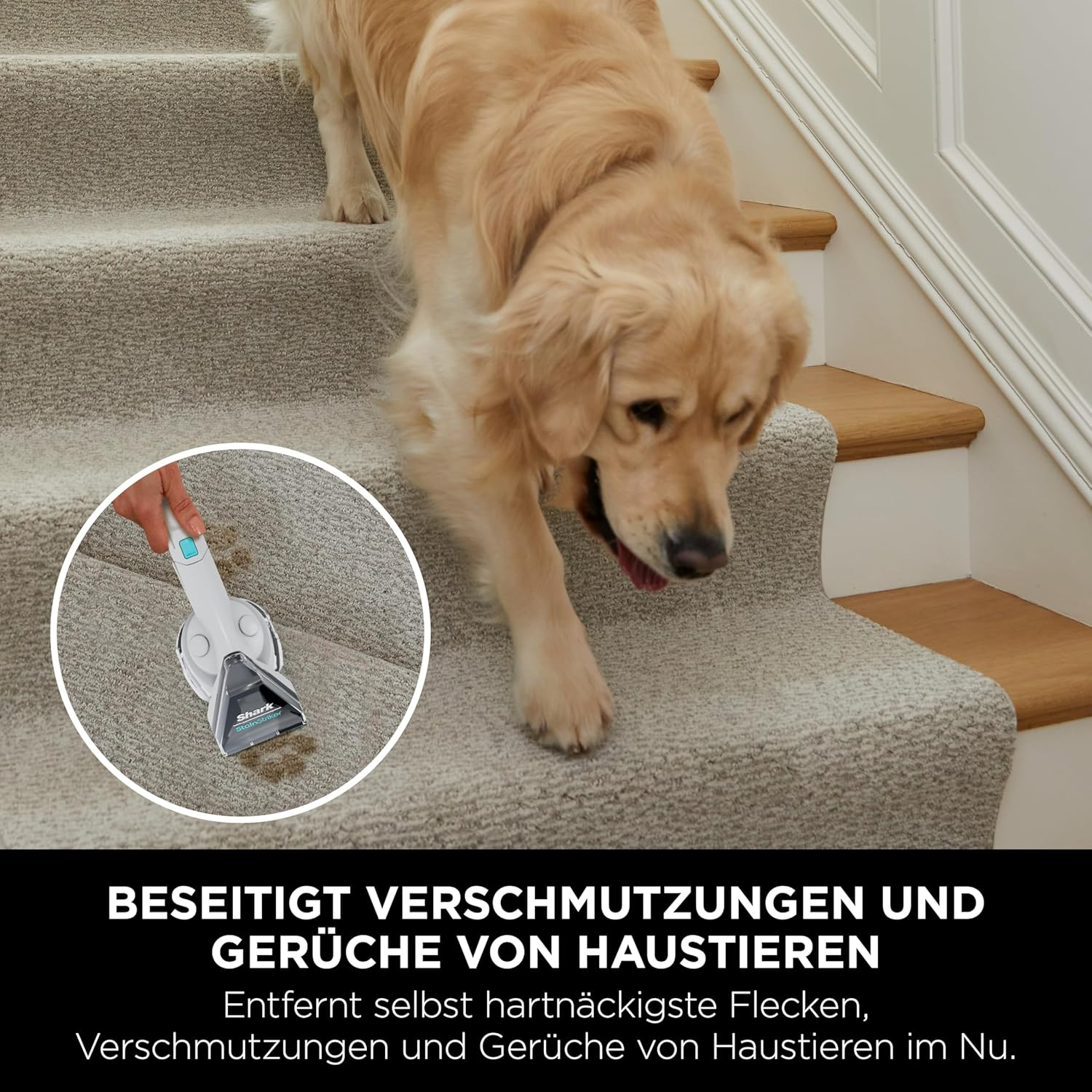 Golden Retriever auf Treppe mit Teppichreiniger.