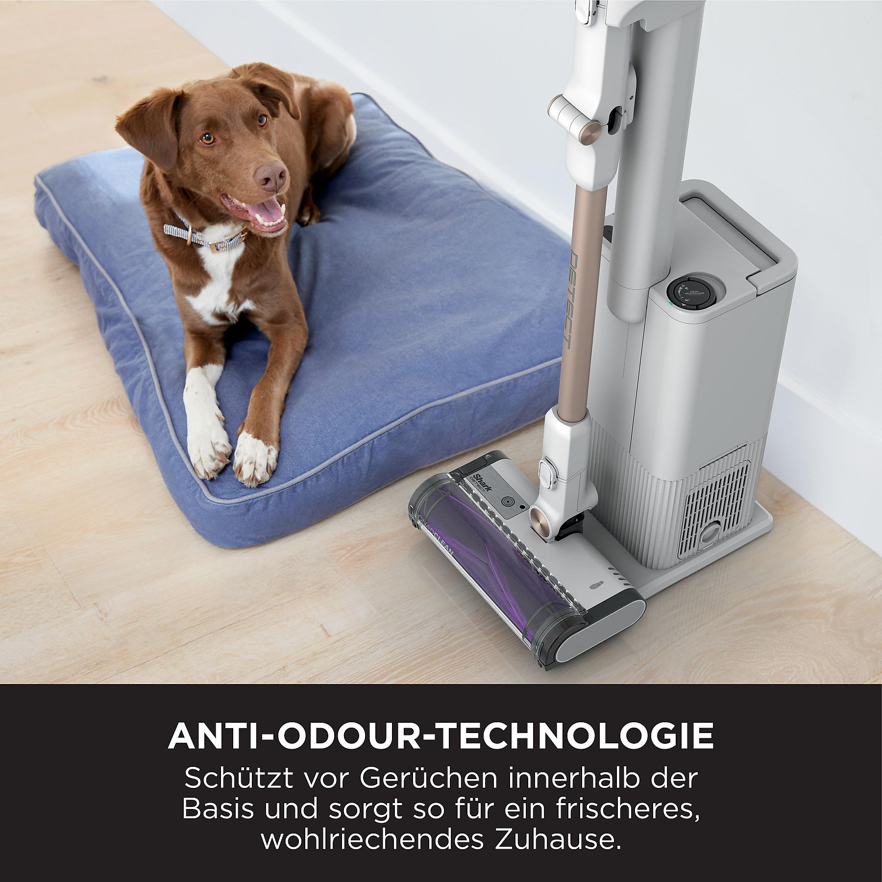 Chien sur un lit bleu, aspirateur à côté.