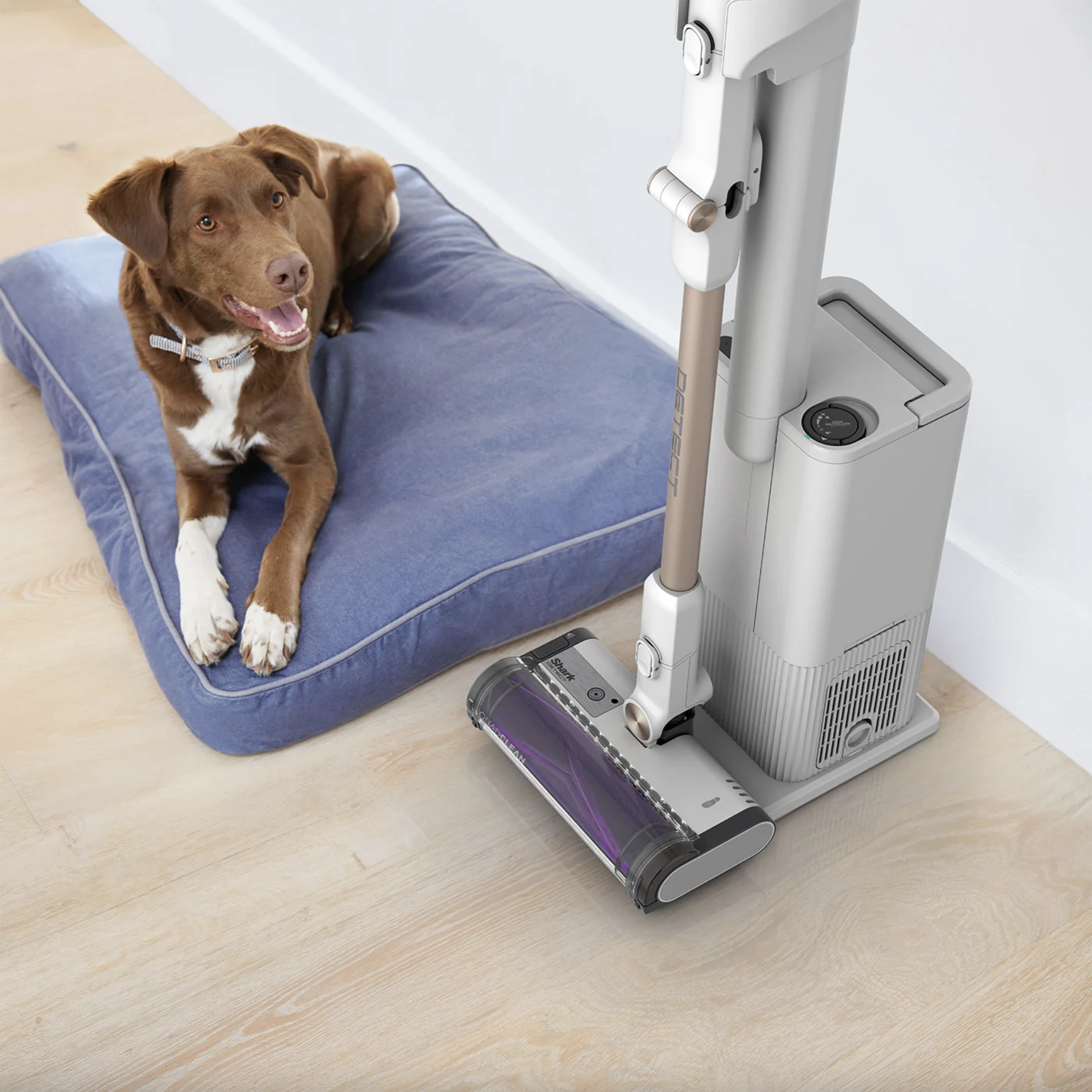 Chien marron sur un lit bleu à côté d'un aspirateur.
