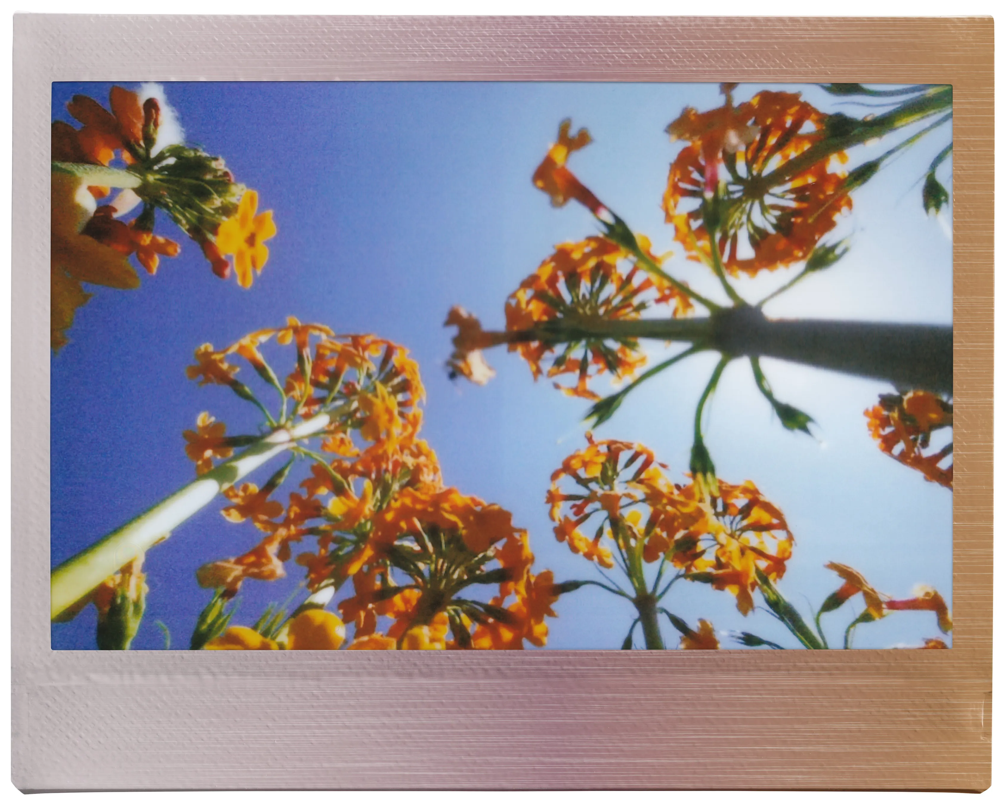 Vue de bas en contre-plongée de fleurs oranges sur un ciel bleu vif, dans une photo encadrée.