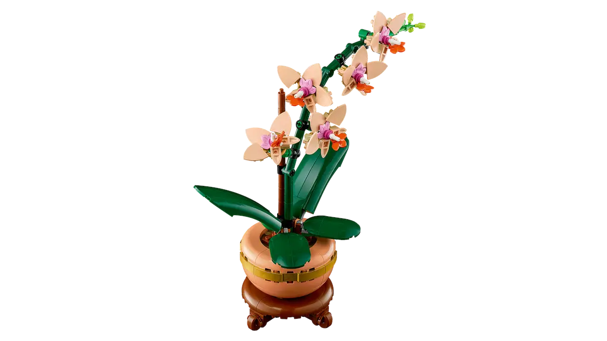 Roślina orchidei Lego w doniczce na stojaku. Widoczne beżowe kwiaty i zielone liście.