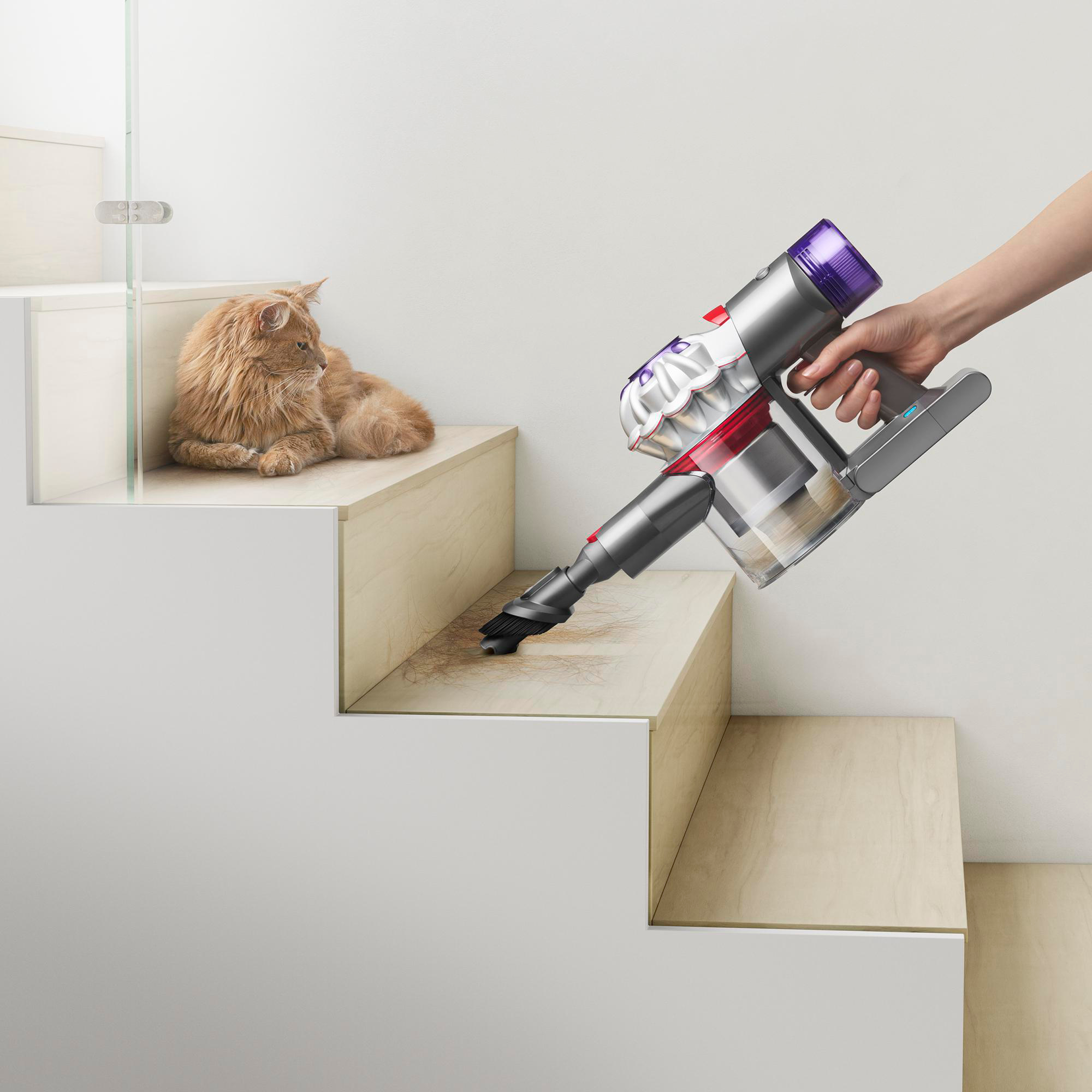 Eine Hand saugt eine Treppe. Eine Katze sitzt auf der Treppe. Der Staubsauger ist grau, lila und rot.