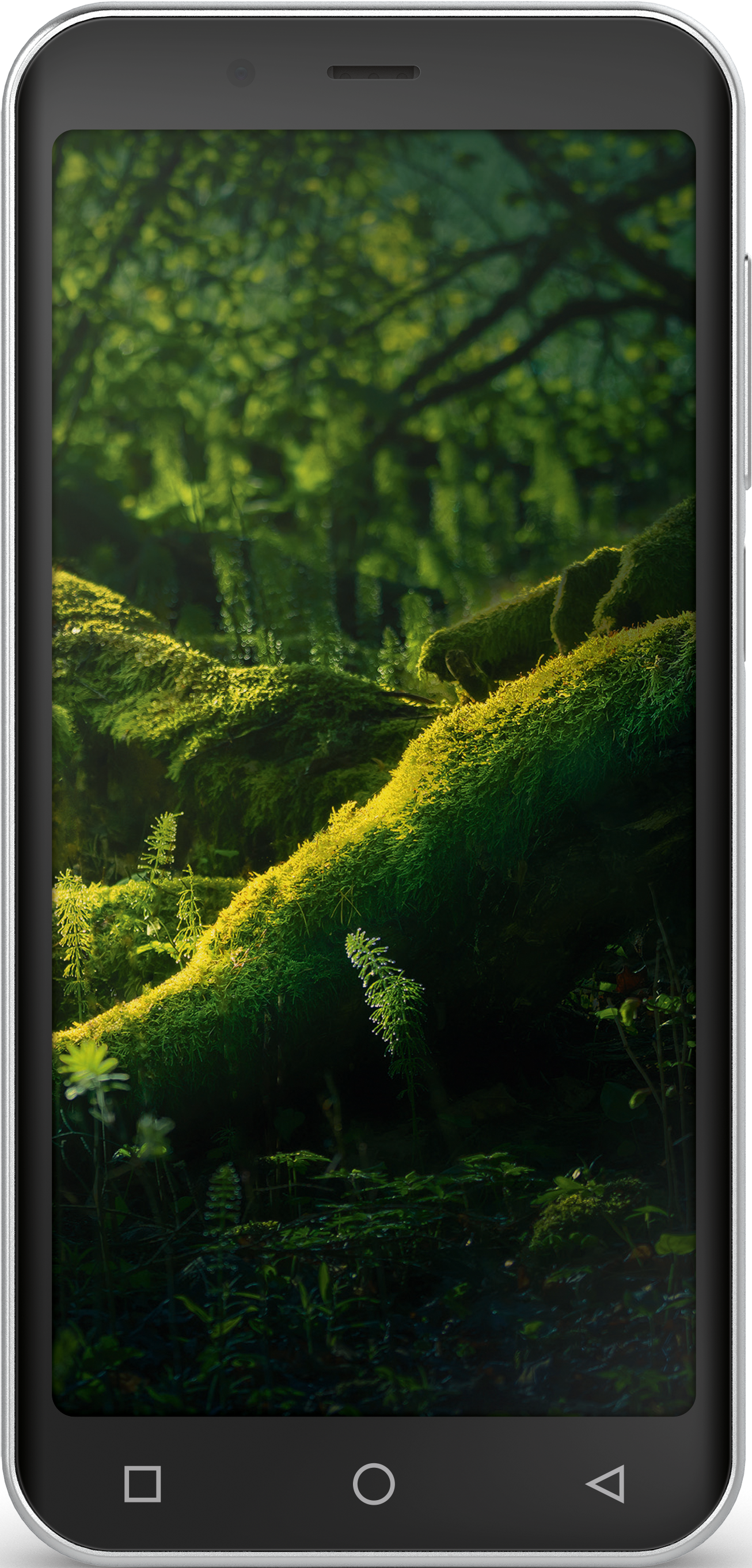 Smartphone, der eine Waldszene mit Sonnenlicht durch moosbedeckte Bäume zeigt. Schwarzes Gerät.