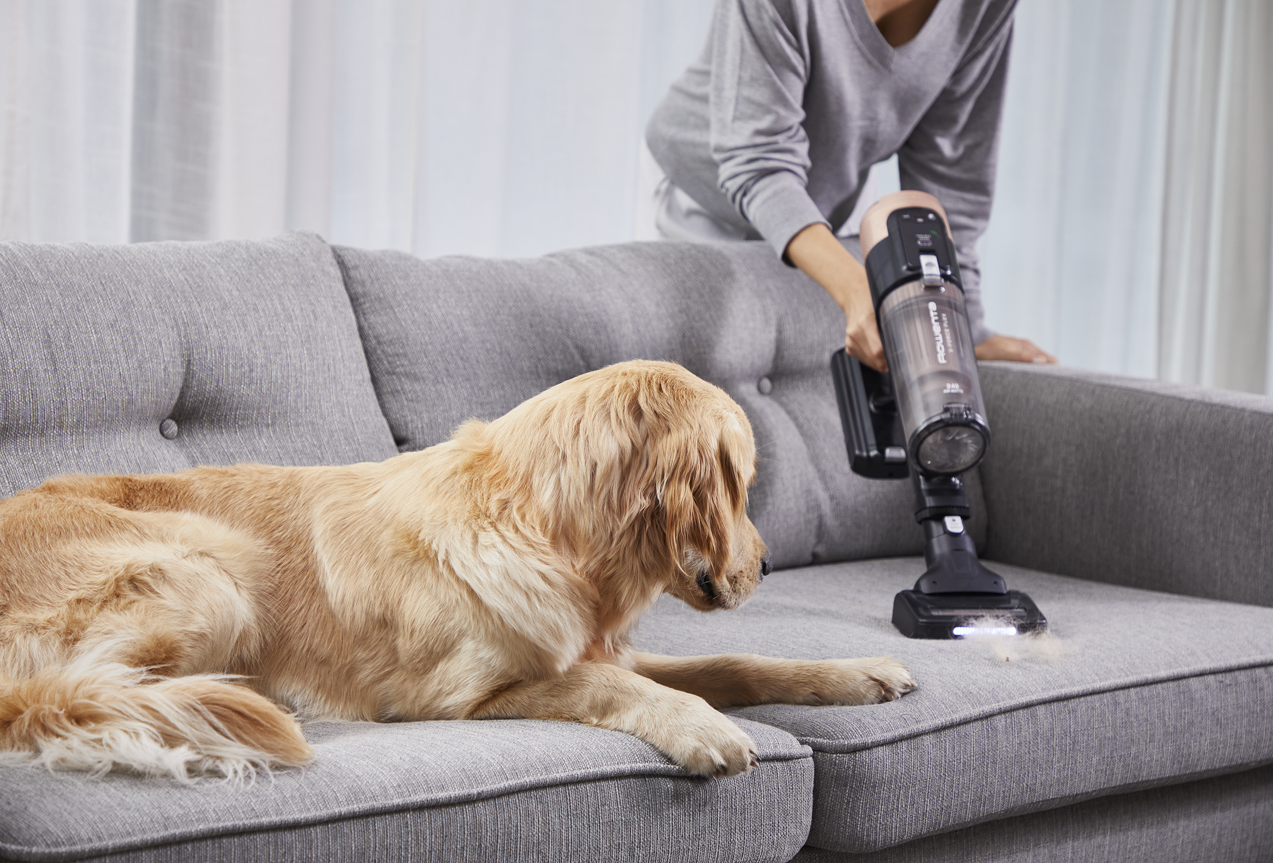 Golden retriever a kanapén, miközben egy személy porszívózza a kanapét.