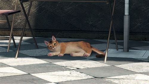 Een kat, liggend op een geblokte vloer, onder een tafel. De kat is goudbruin en wit.