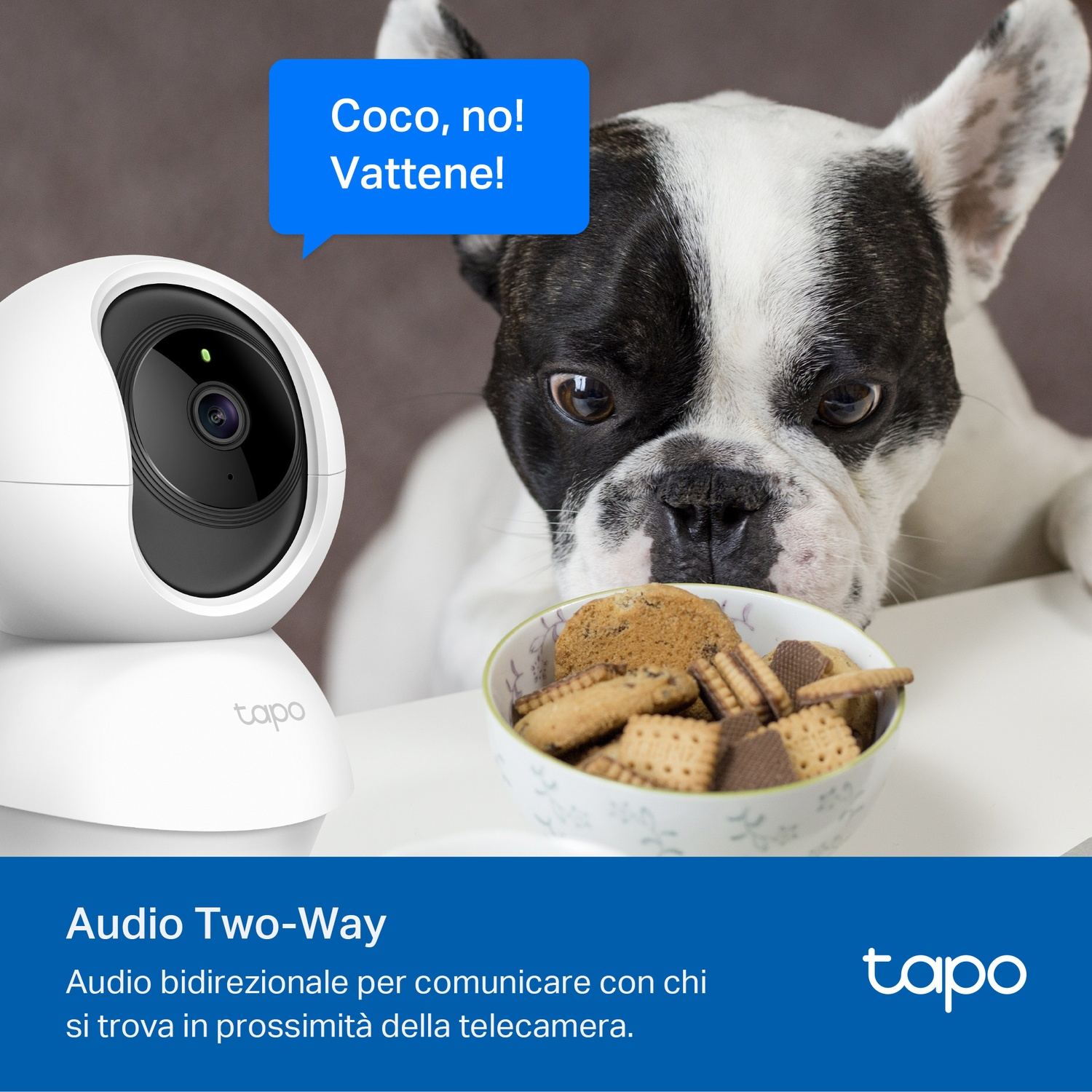 Telecamera Tapo accanto a un cane. La nuvoletta dice: 'Coco, no! Vattene!' Il cane sta mangiando biscotti.