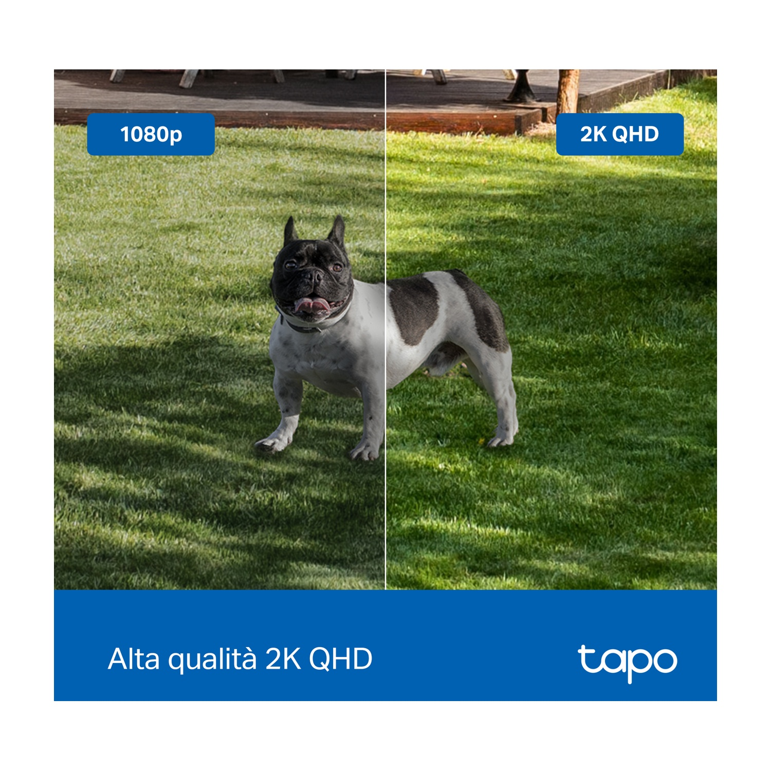 Un cane sull'erba. Due immagini affiancate che confrontano la qualità 1080p e 2K QHD.
