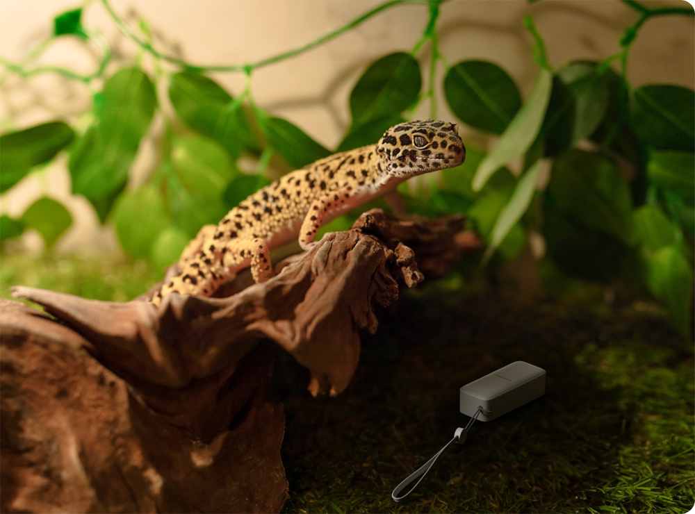 Leopardgecko auf einem Ast in einem Terrarium mit grünen Pflanzen und einer kleinen Box.