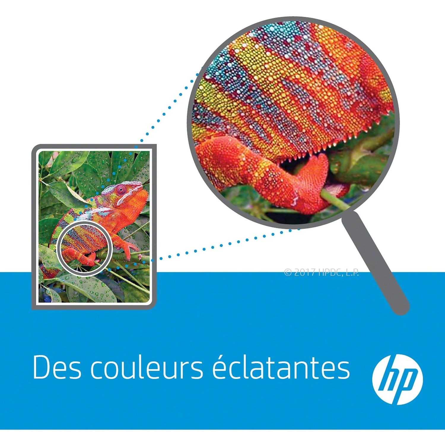 Un caméléon aux couleurs vives est magnifié. Une petite image du pied du caméléon est montrée.