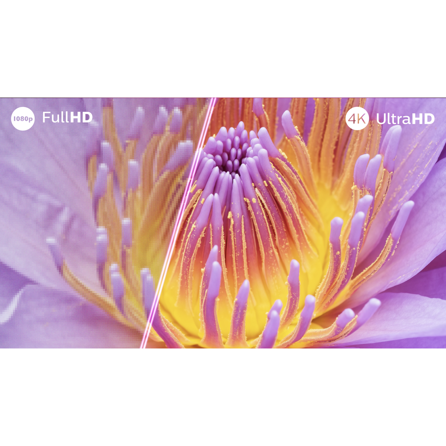 Close-up vergelijking van 1080p en 4K UltraHD resolutie van een paarse en gele bloem.