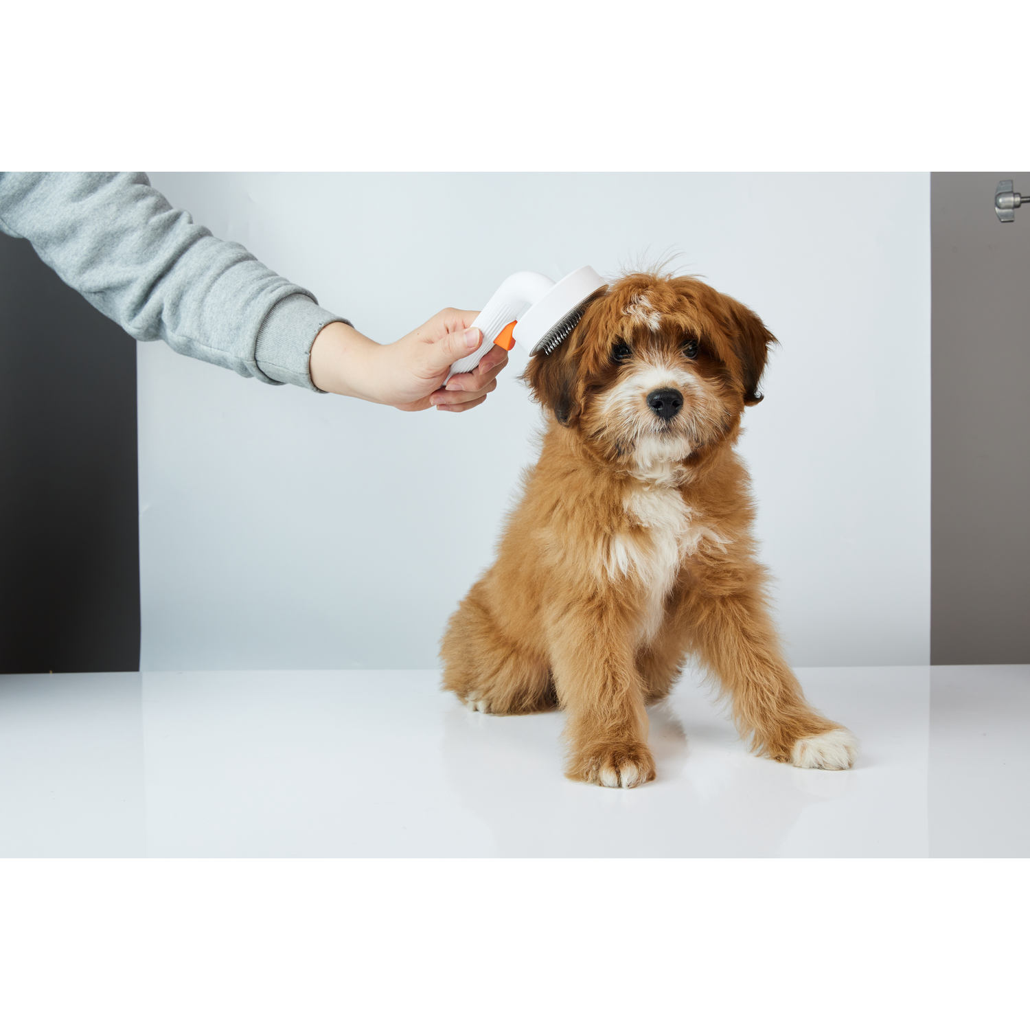 A person combing a small, fluffy brown and white dog, sitting on a white surface.