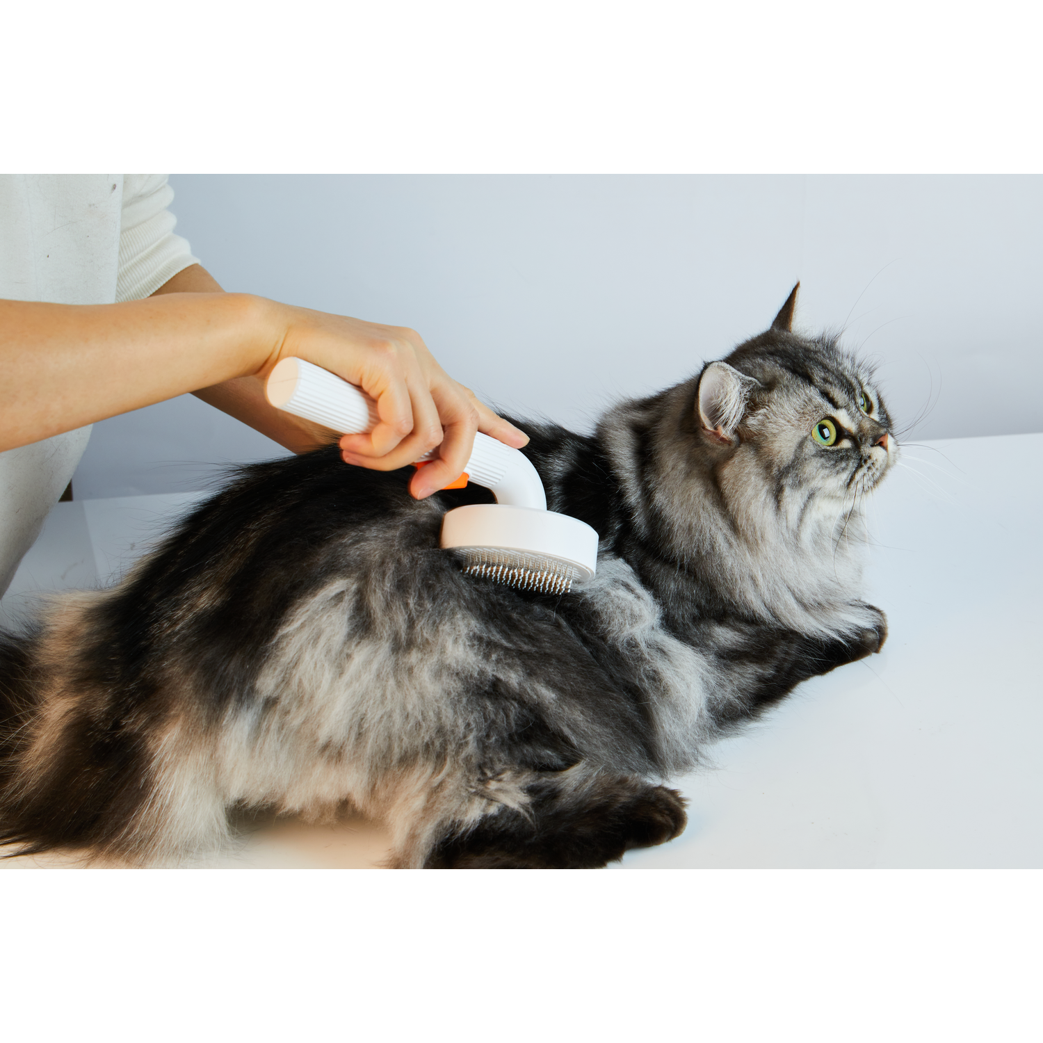 A person grooming a long-haired, grey cat with a white and orange brush.