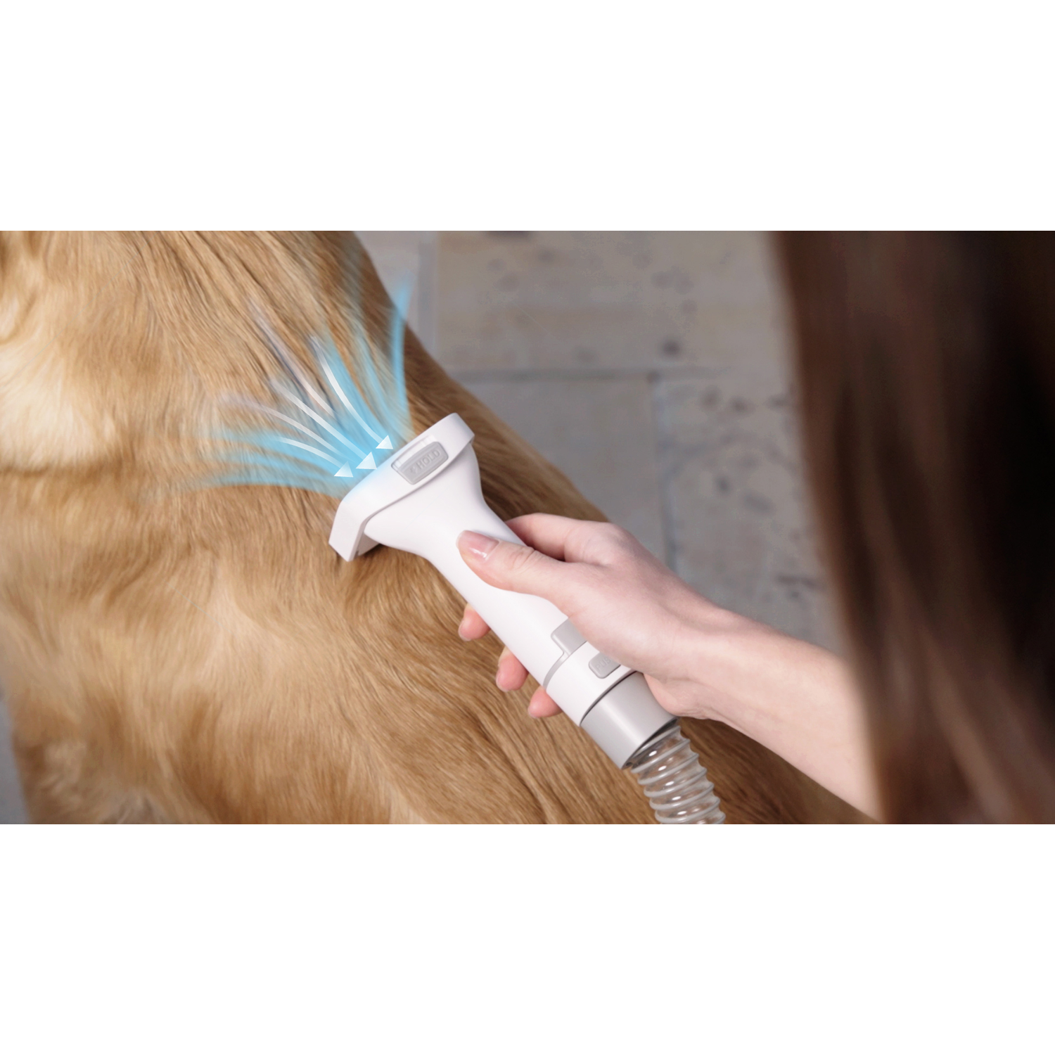 Person using white pet dryer. Blue air blows on golden dog fur. Indoor setting.