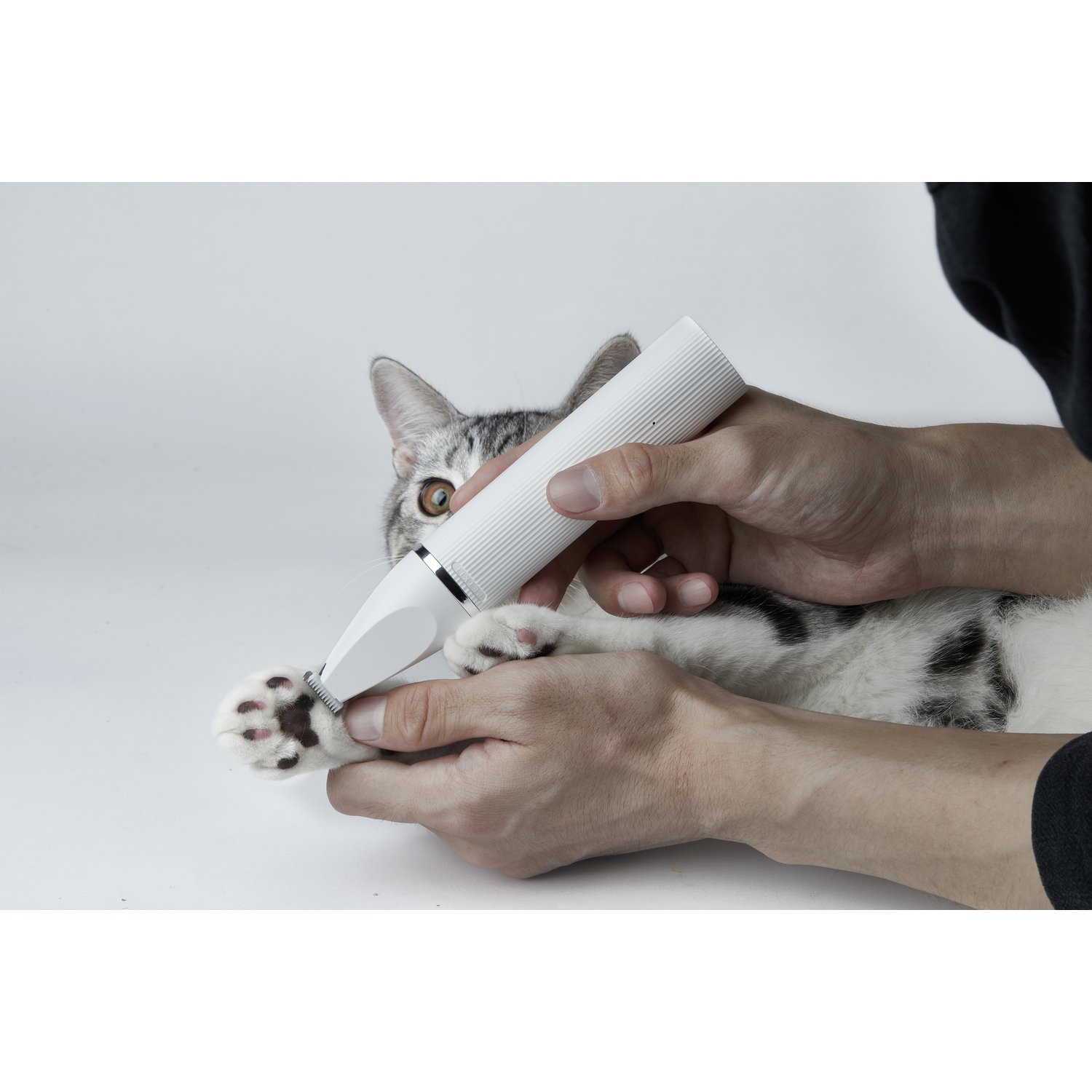 A person trims a cat's paw with a white electric trimmer. Cat is gray and white.