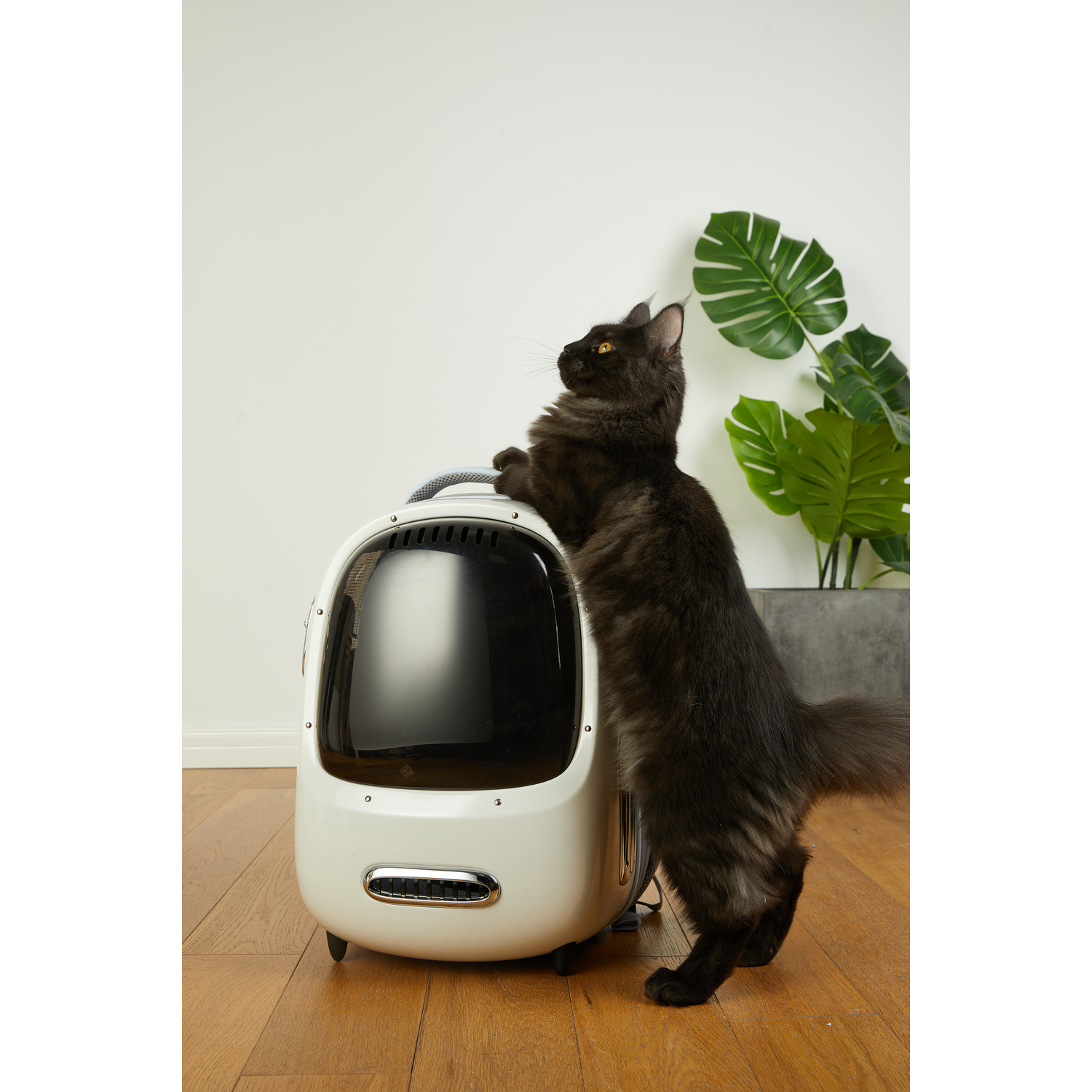 A black cat stands on its hind legs, peering into a white pet carrier.