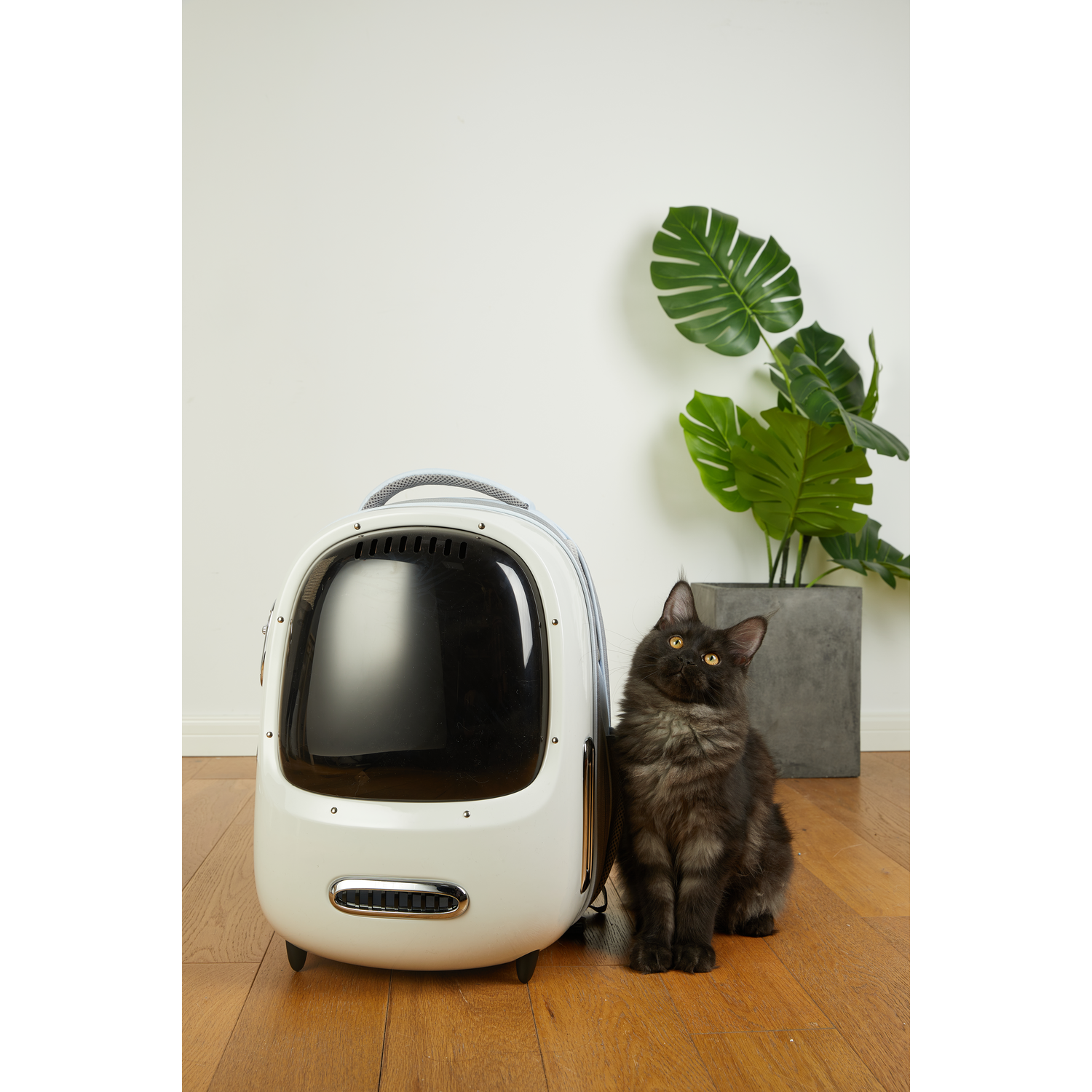 A white pet carrier with a black cat sitting beside it. A plant is in the background.