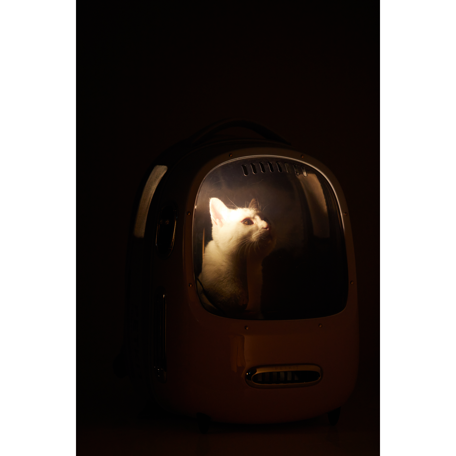 A white cat inside a pet carrier with a transparent window, in a dark environment.