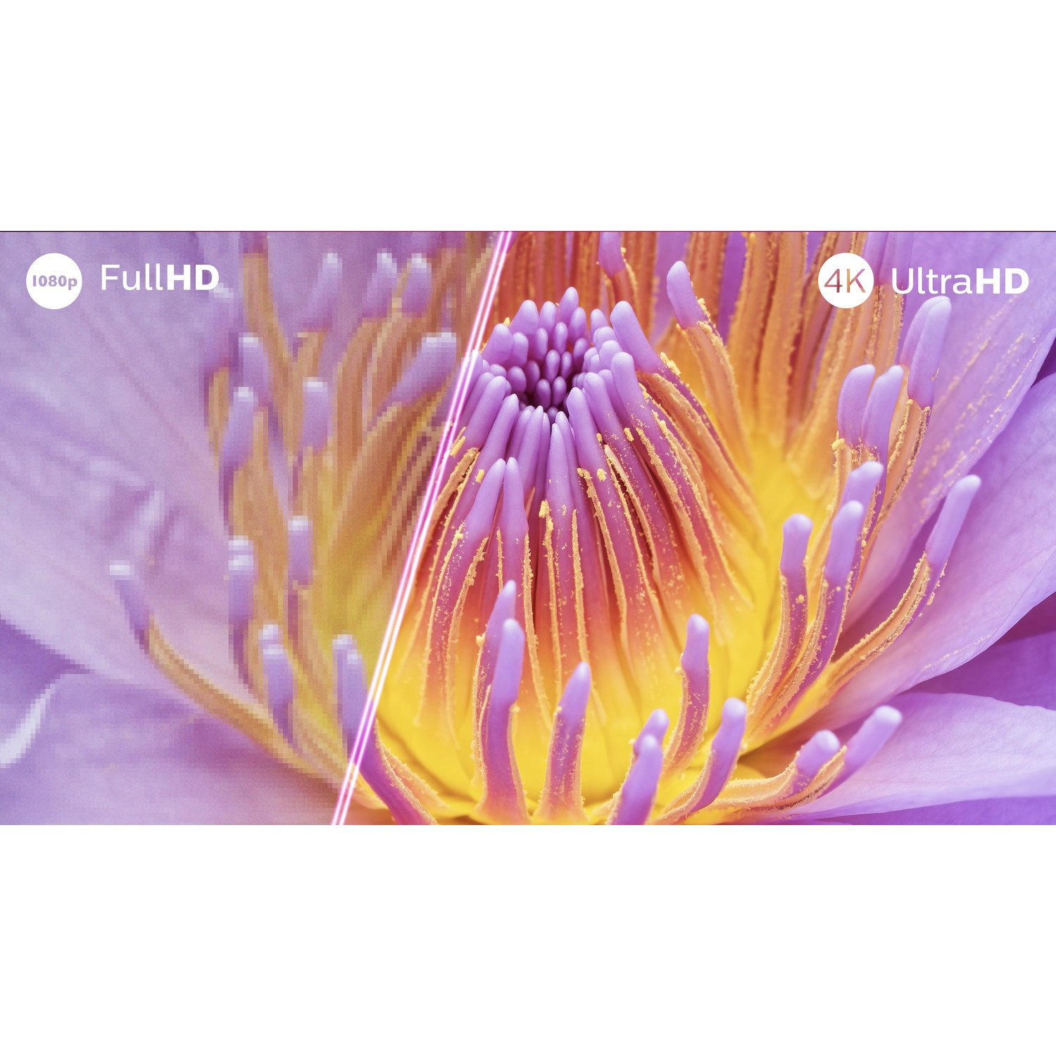 Een paarse bloem met tekst die 1080p en 4K resolutie vergelijkt.