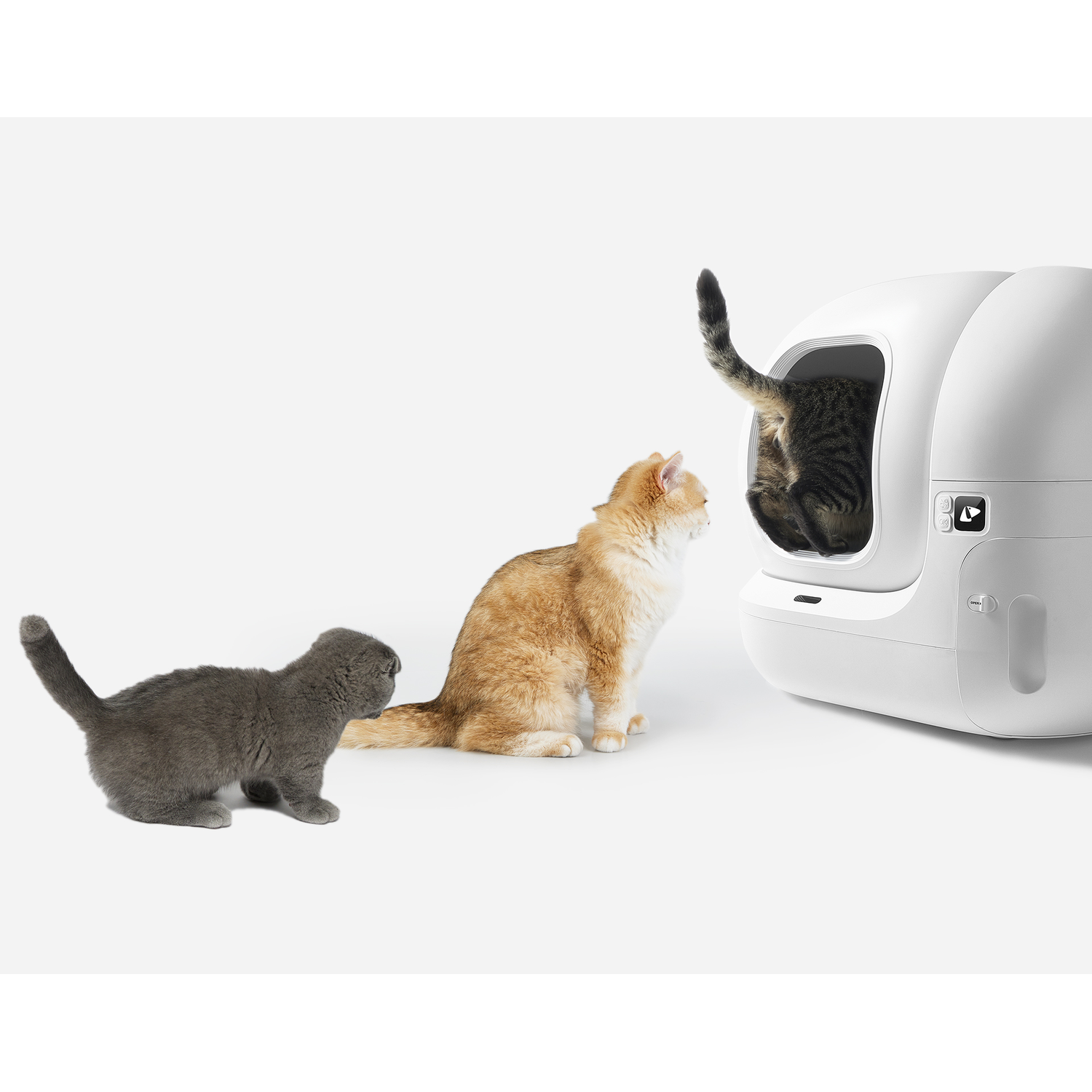 Three cats. One is in a white cat litter box, two are watching. White background.