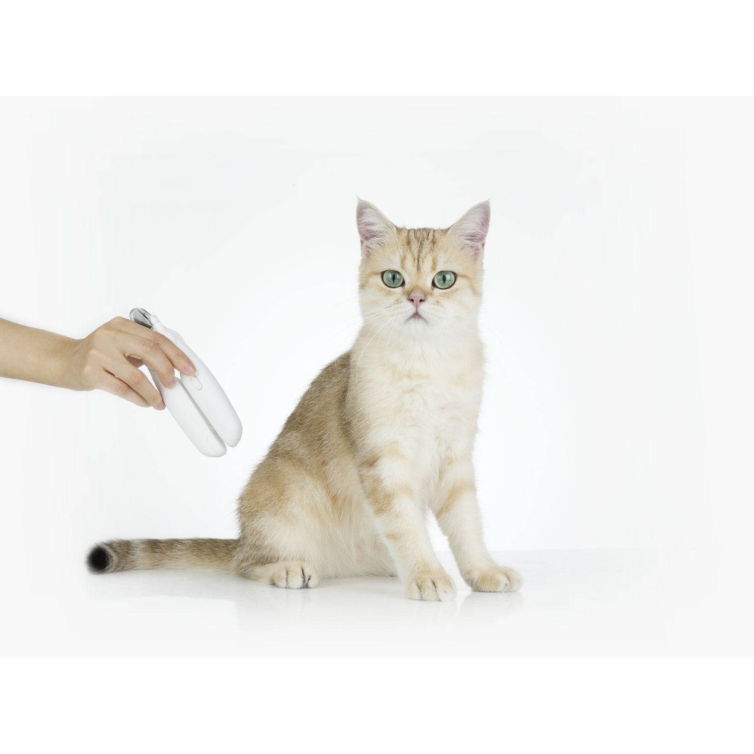 A cat with green eyes is sitting on a white surface, a hand holding a device.