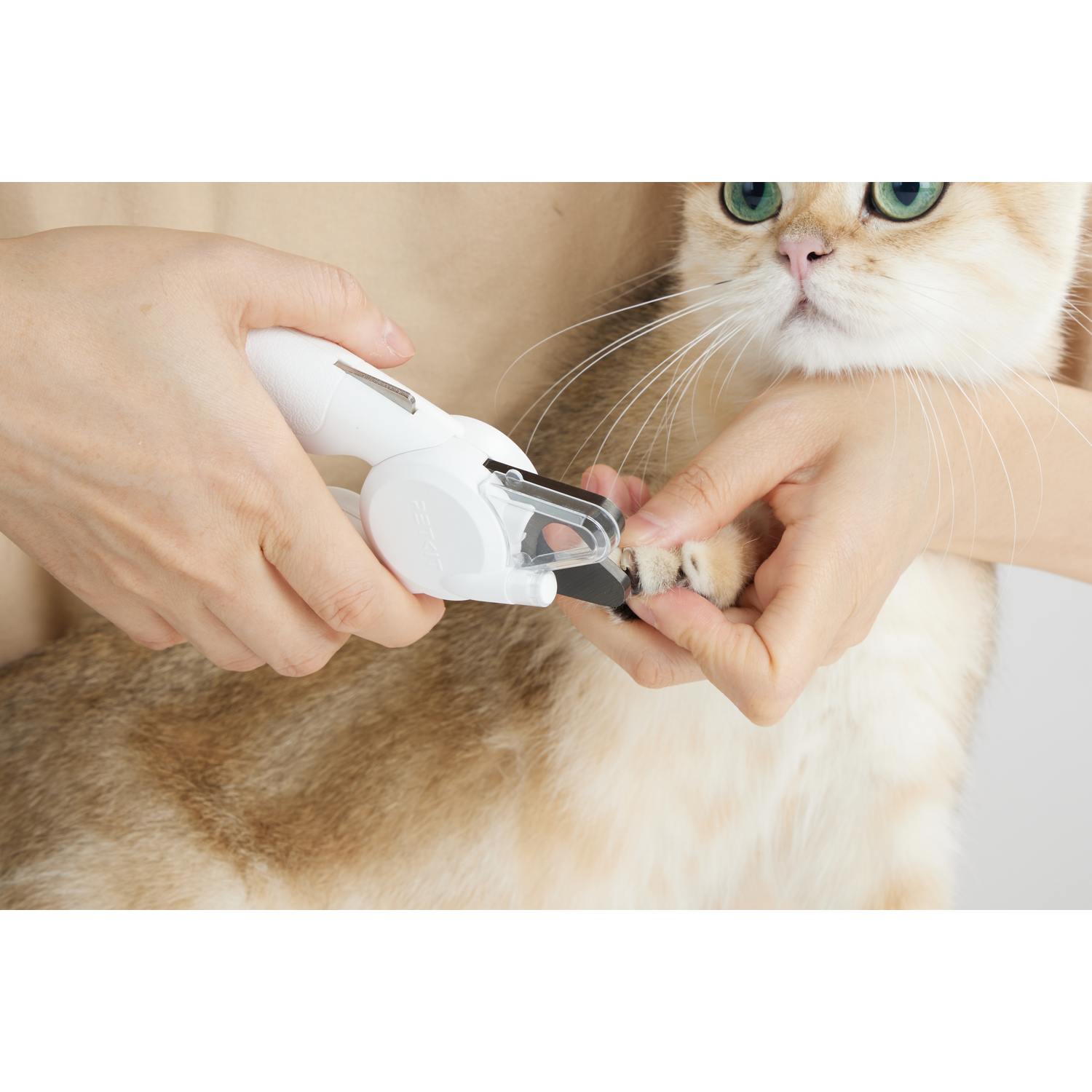 A person trims a cat's nails with white clippers. The cat is light brown and white.