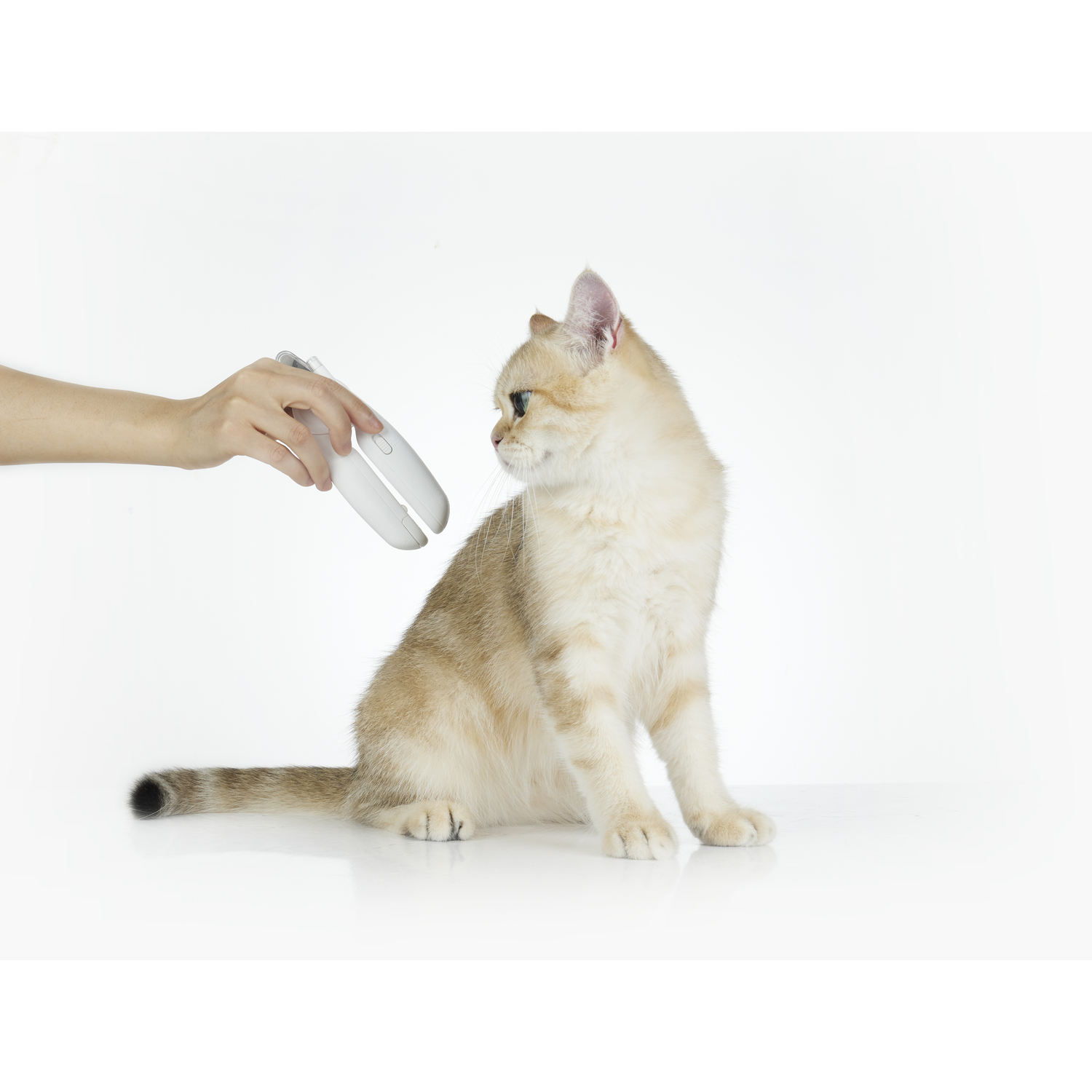 Hand using a grooming tool on a cat.