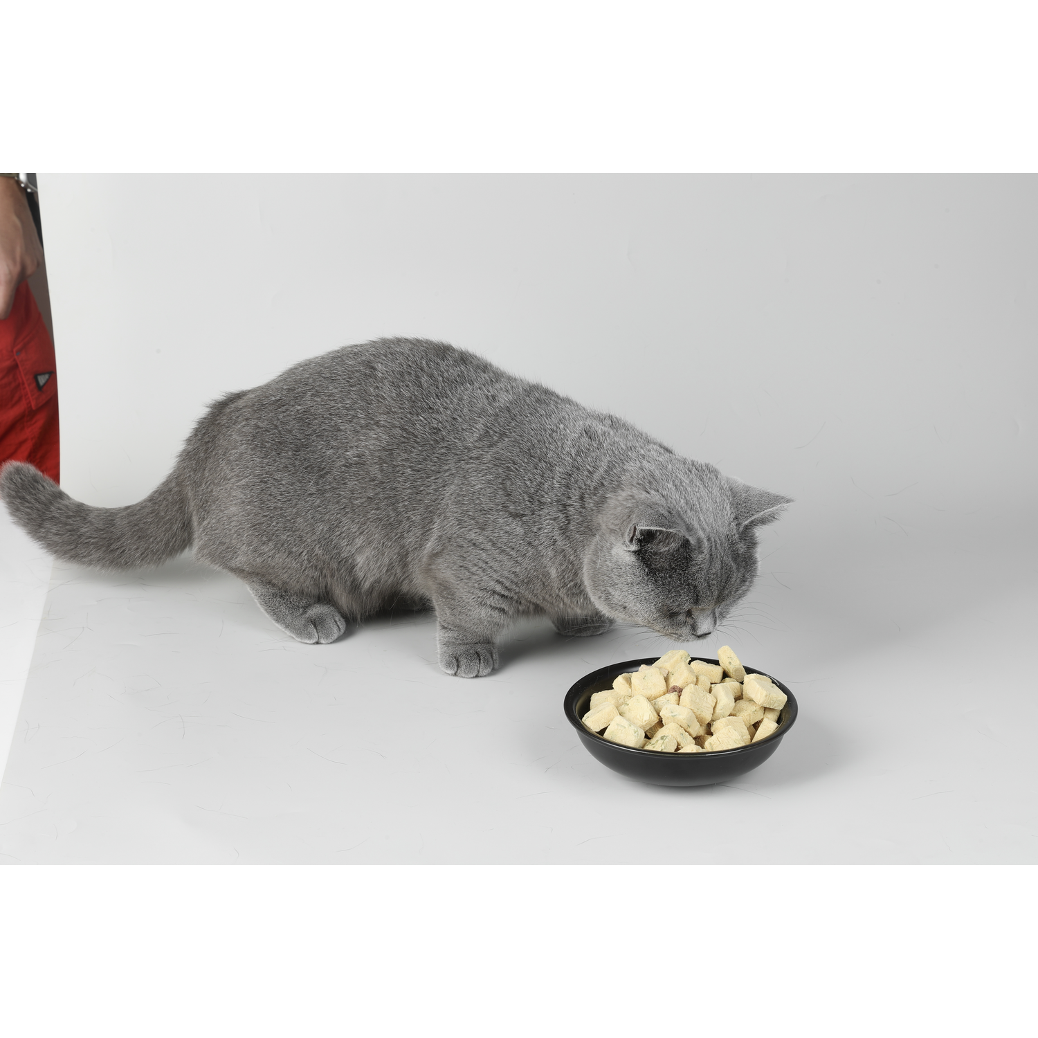 A grey cat sniffing a bowl of food on a white surface, against a plain white background.