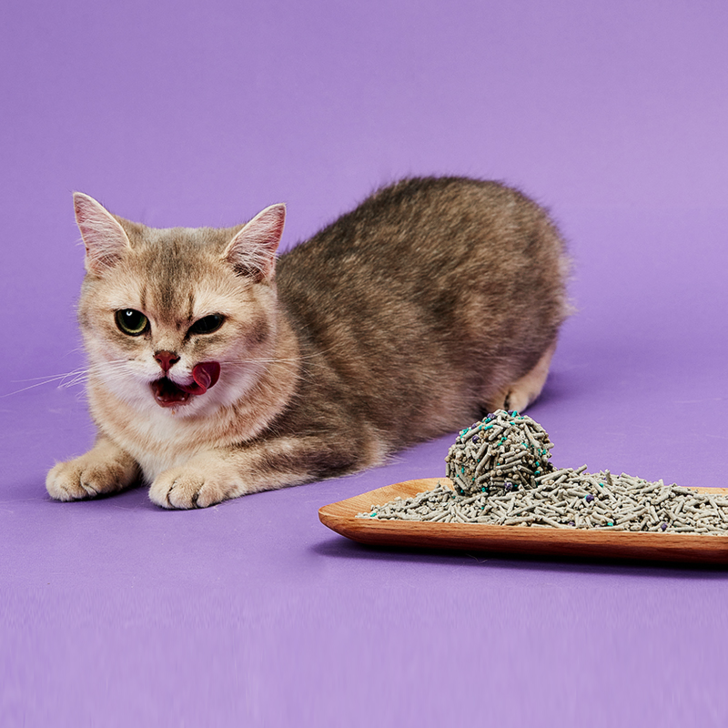 Cat with open mouth and tongue out, next to a wooden tray with cat litter. Purple background.