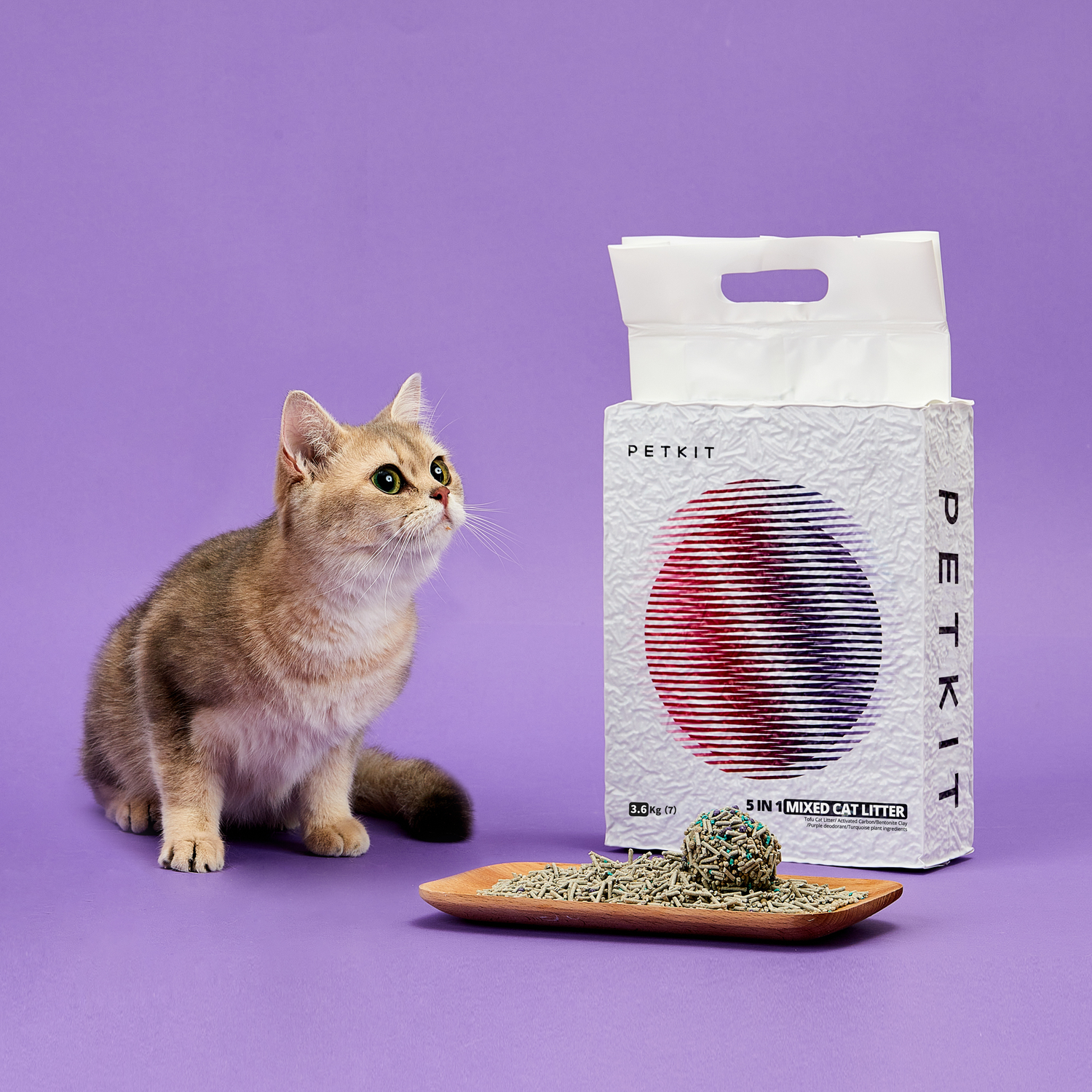 A cat looks up at a cat litter box with a wooden tray containing cat food.