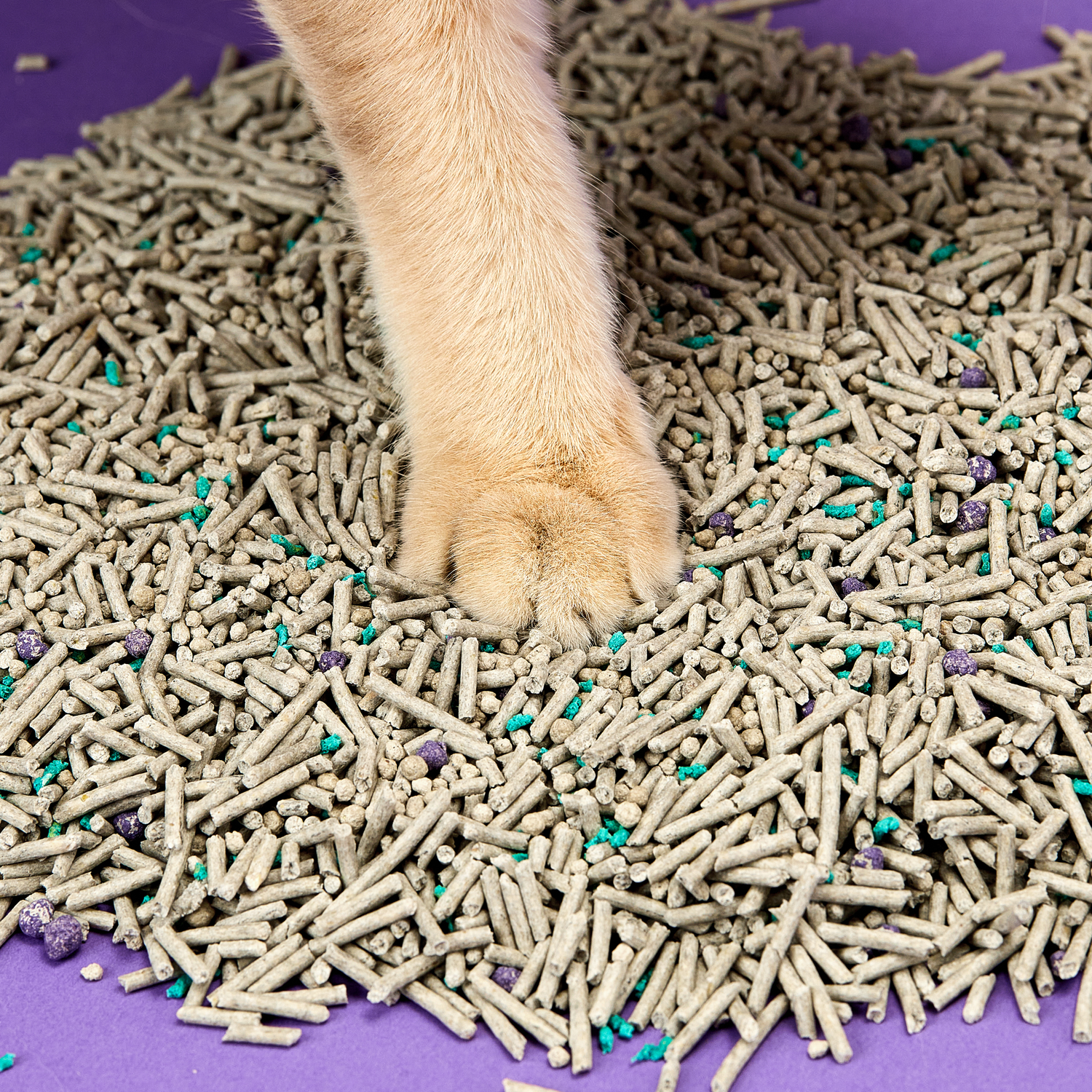 Cat's paw in cat litter. Beige paw on gray litter with purple and green specs.