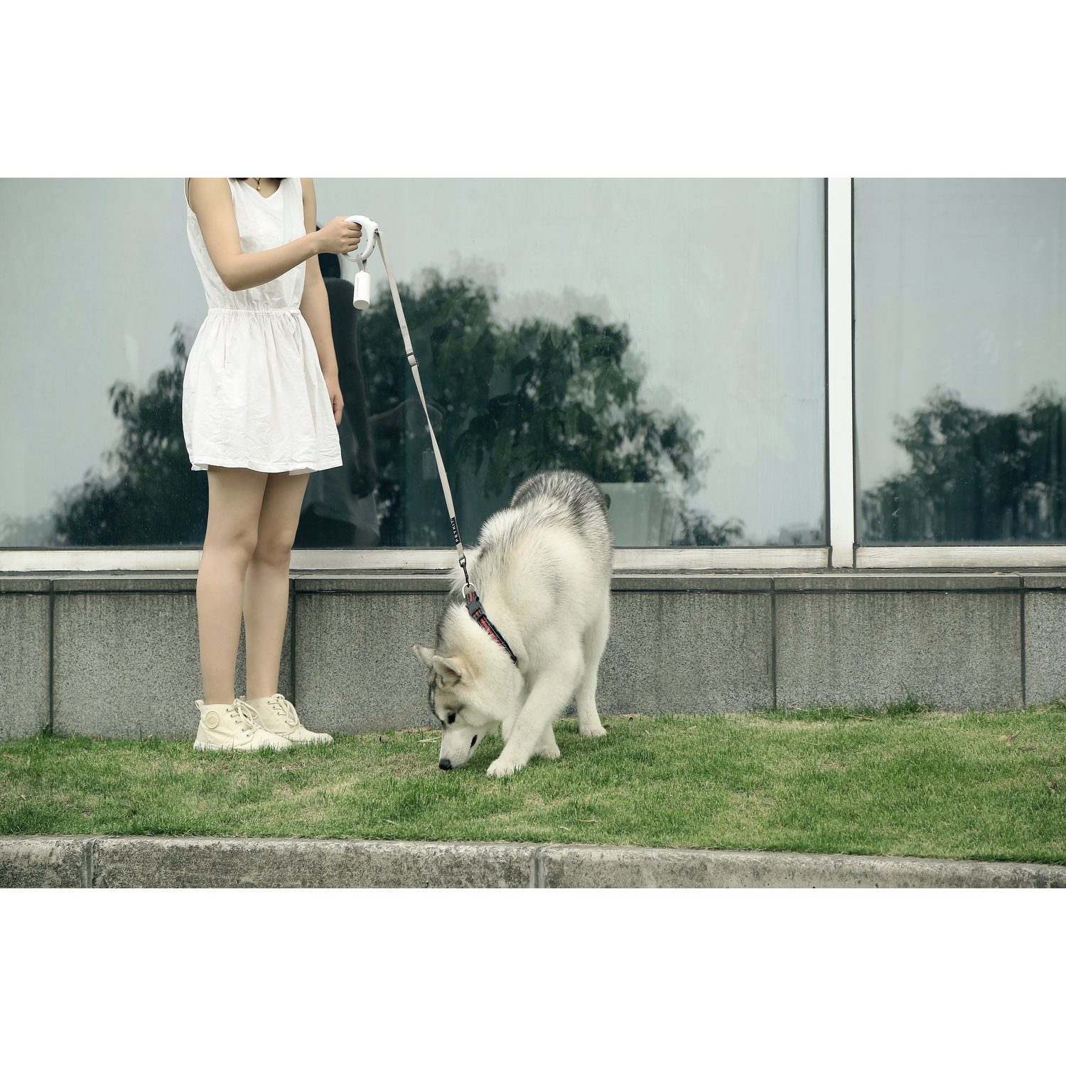 Woman in white dress walking a husky dog on green grass, holding a leash.