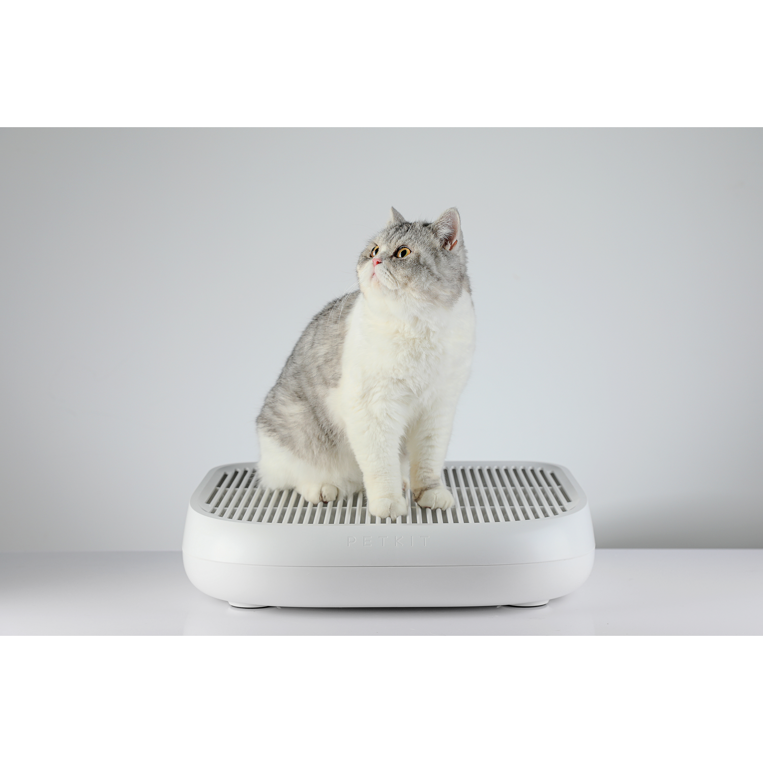 Witte kat zit op een witte en grijze kattenbak. Witte achtergrond.
