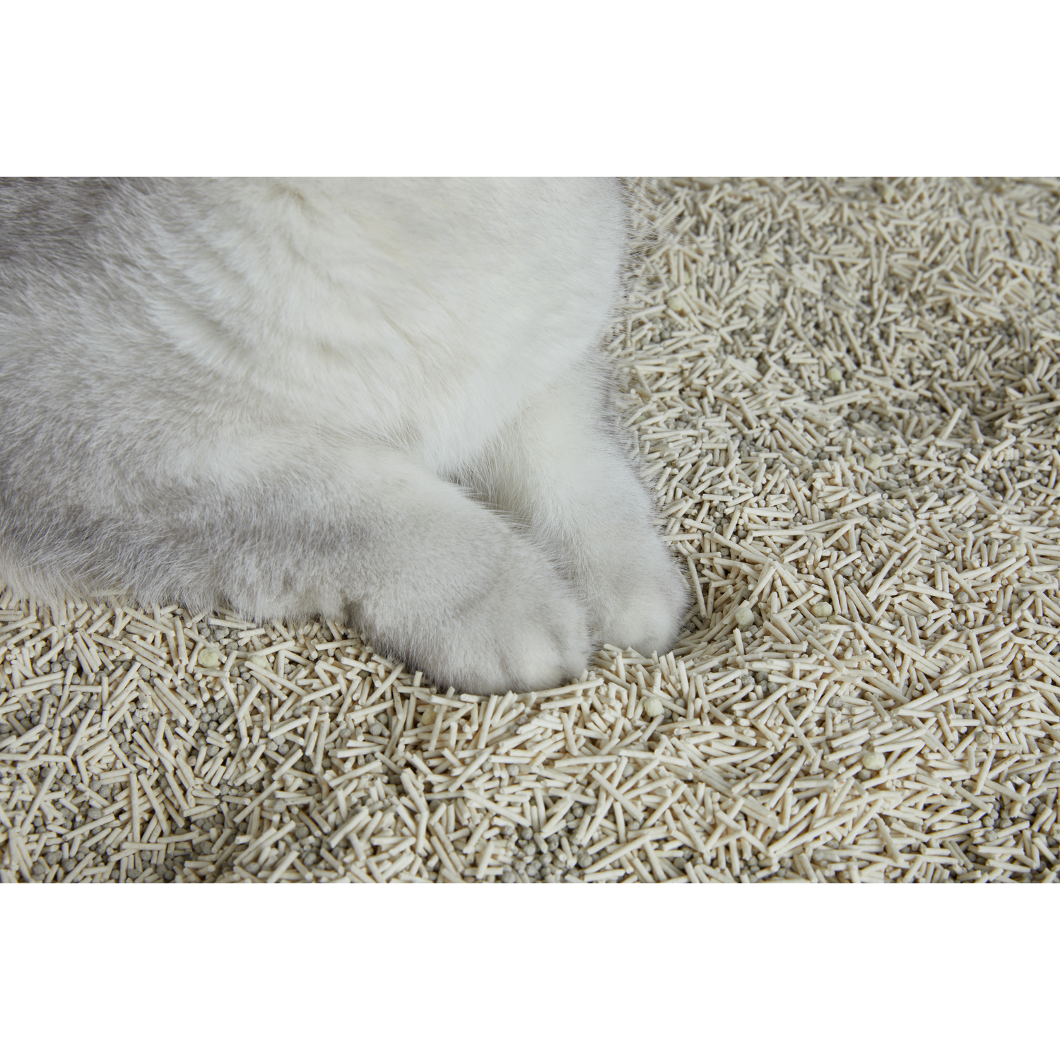 Witte kattenpoten rusten op kattenbakvulling van kleine, lichte korrels.
