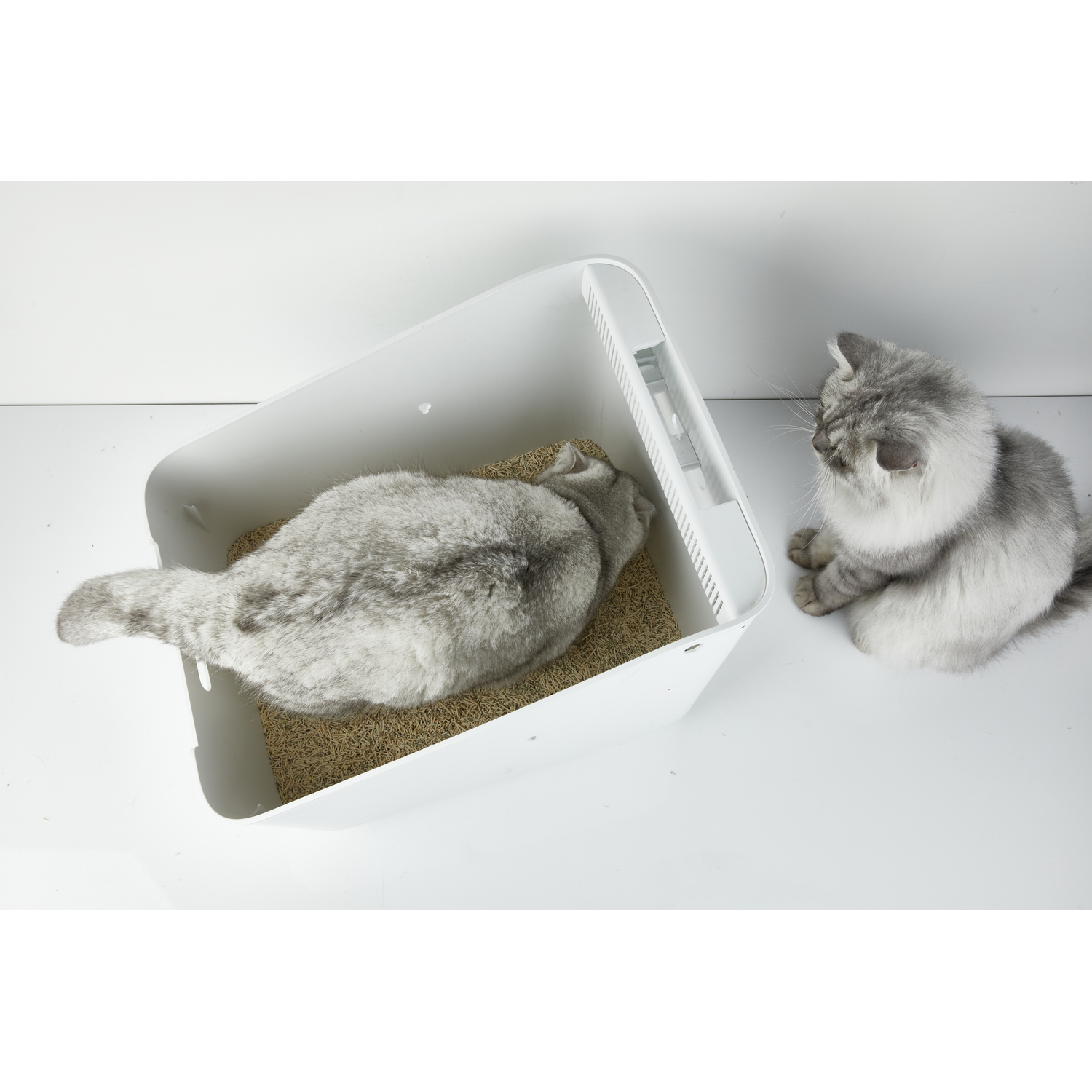 Twee grijze tabby katten, één in de kattenbak, de ander ernaast.