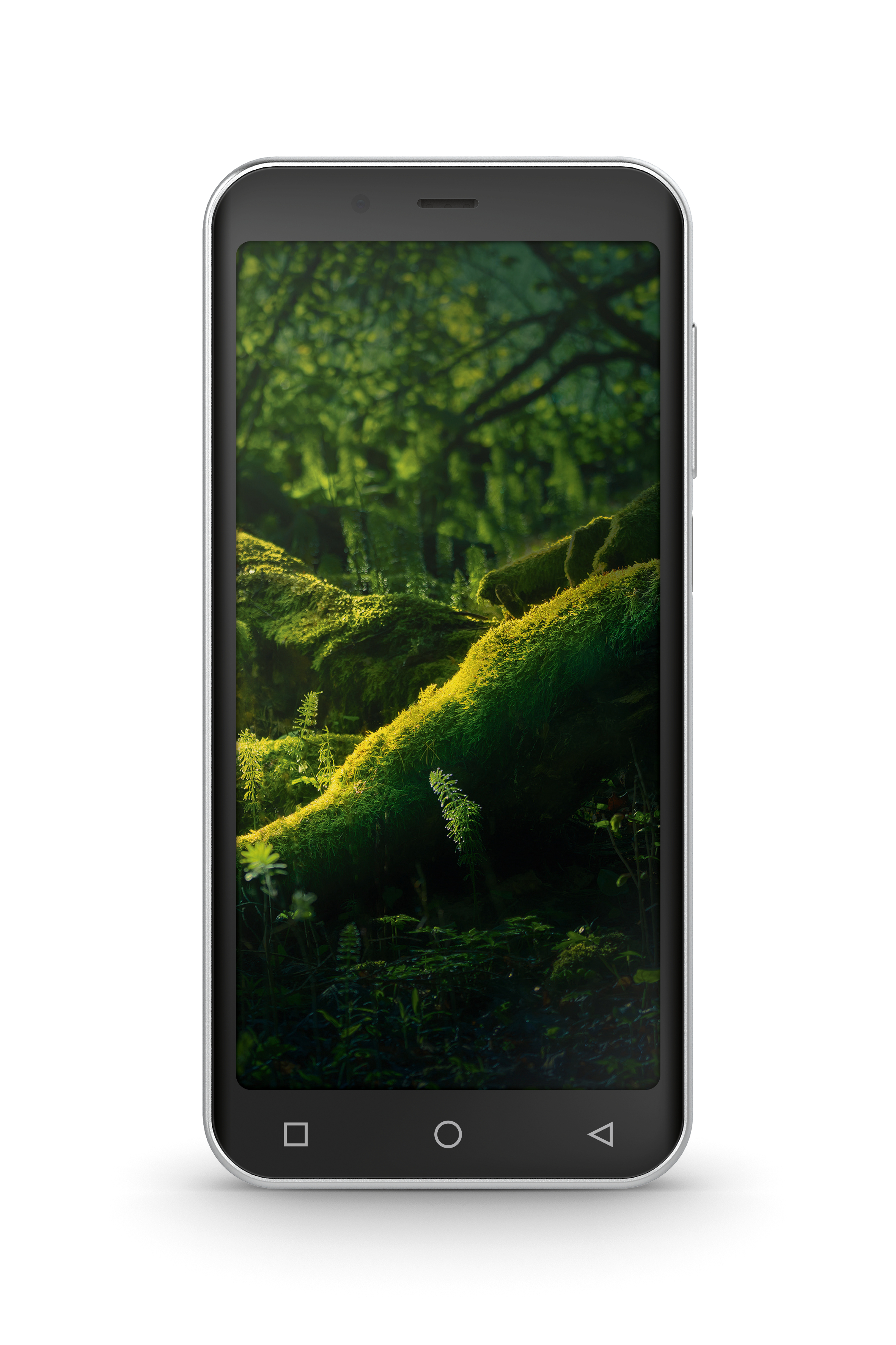 Smartphone, das eine grüne Waldszene mit moosbedeckten Bäumen zeigt.