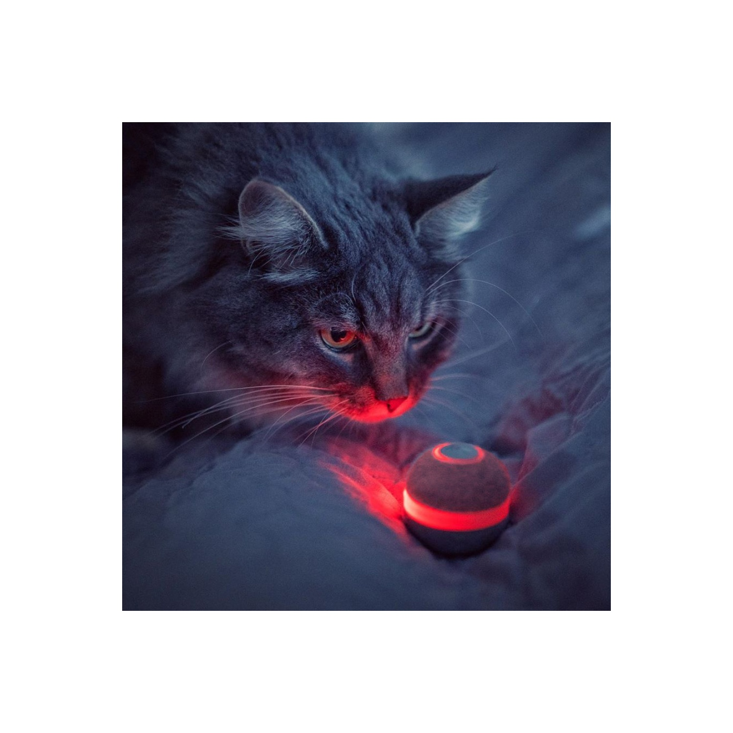 Cat looking at a glowing red ball on a bed, with dark tones.