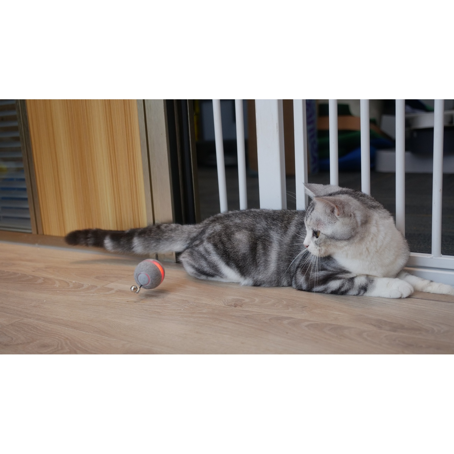 A gray tabby cat lies on a wood floor, looking at a small toy ball.