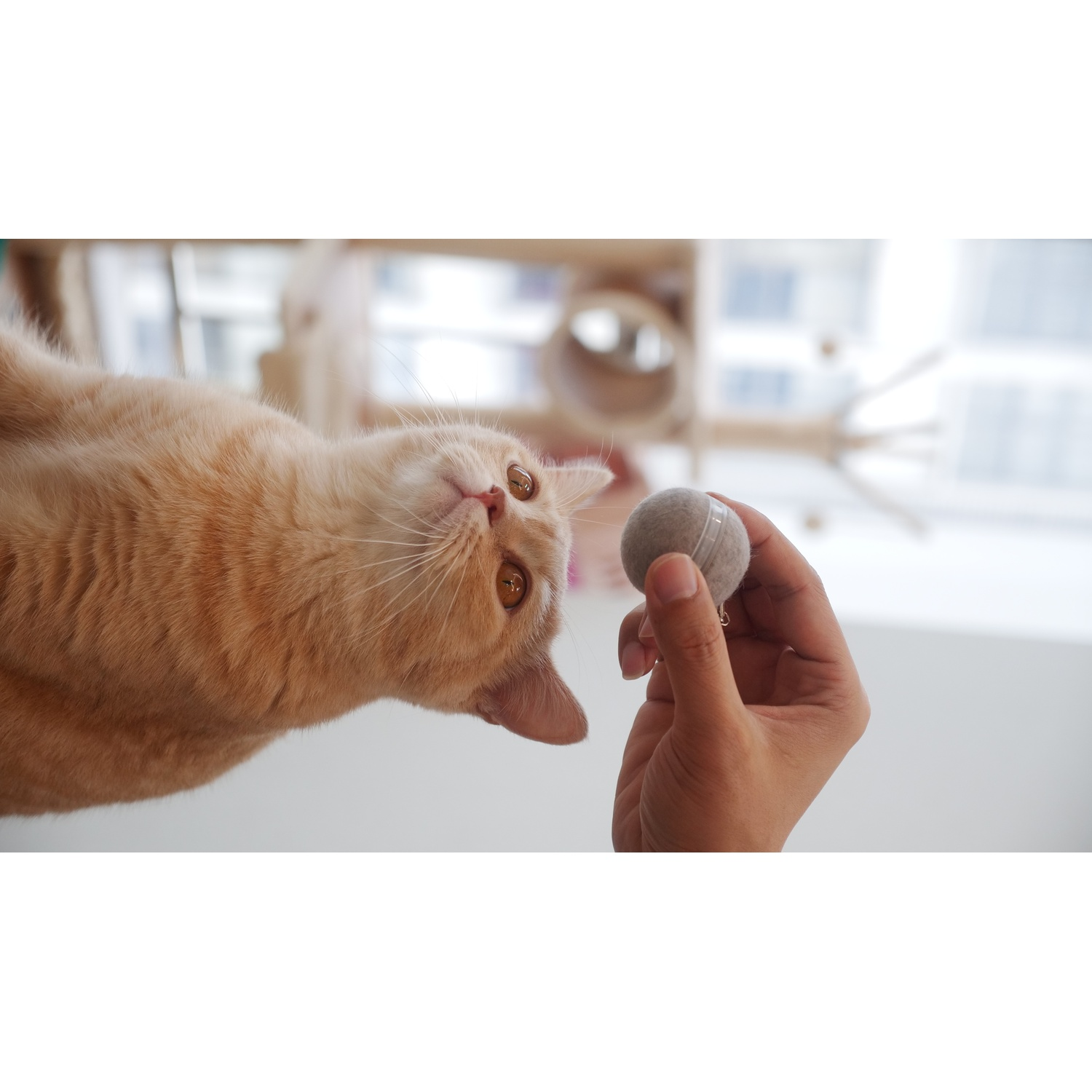 A cat looking up at a hand holding a small ball.