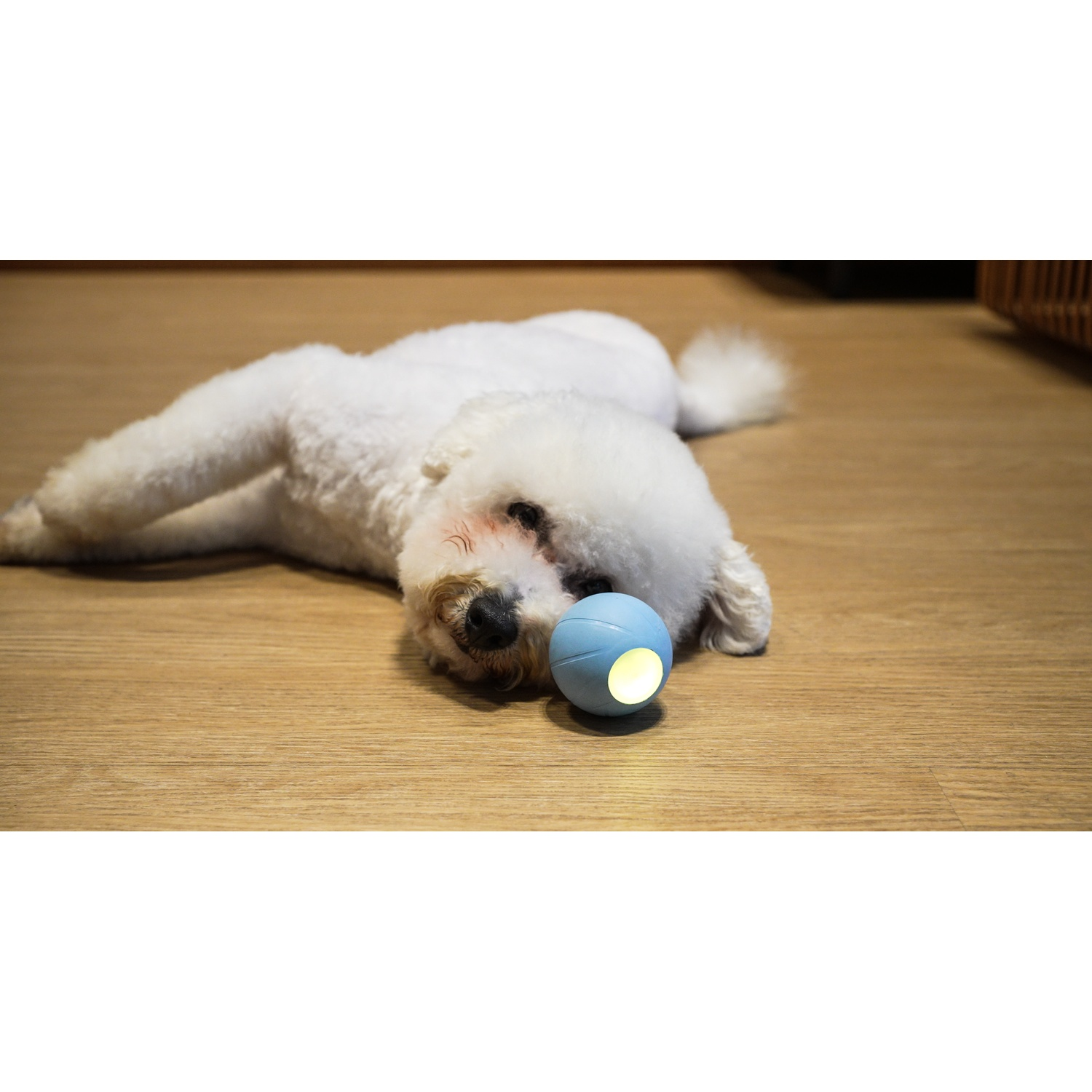 A white dog lays with a blue ball. The floor is wooden.