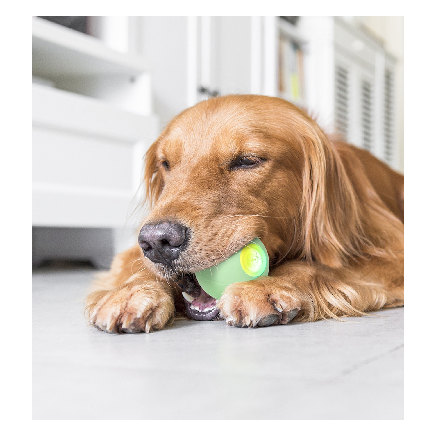 Chien golden retriever avec un jouet vert dans la gueule. Le chien est sur un sol blanc.