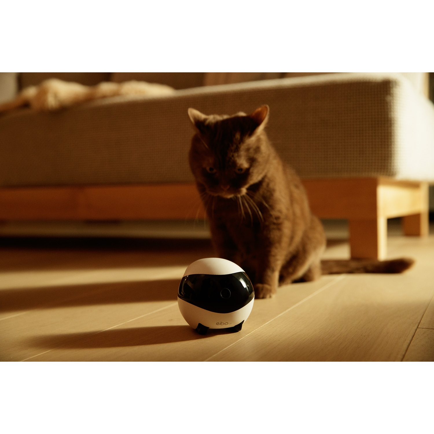 A brown cat watches a white and black Ebo robot on a wooden floor. A bed frame is in the background.
