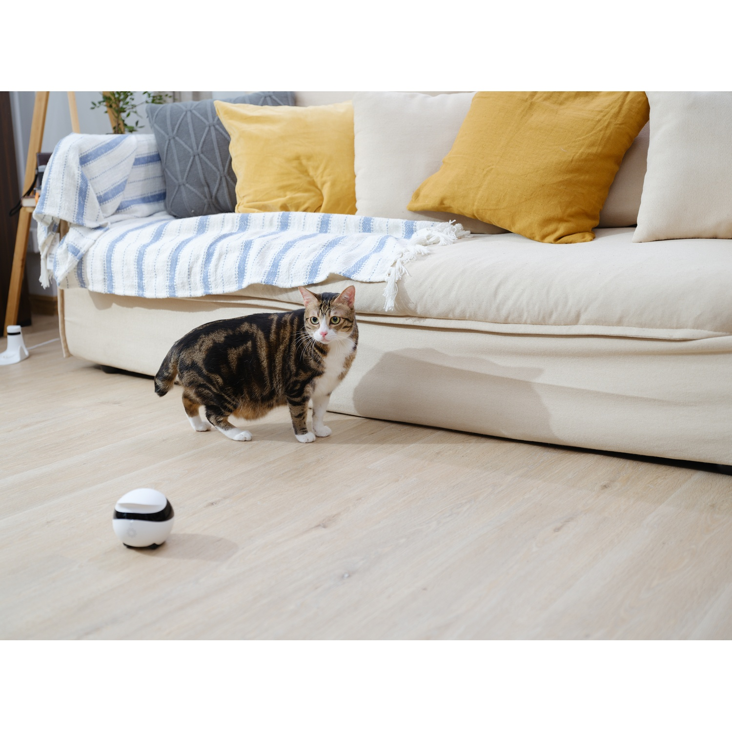 A cat looking at a toy ball in a room with light wood flooring.