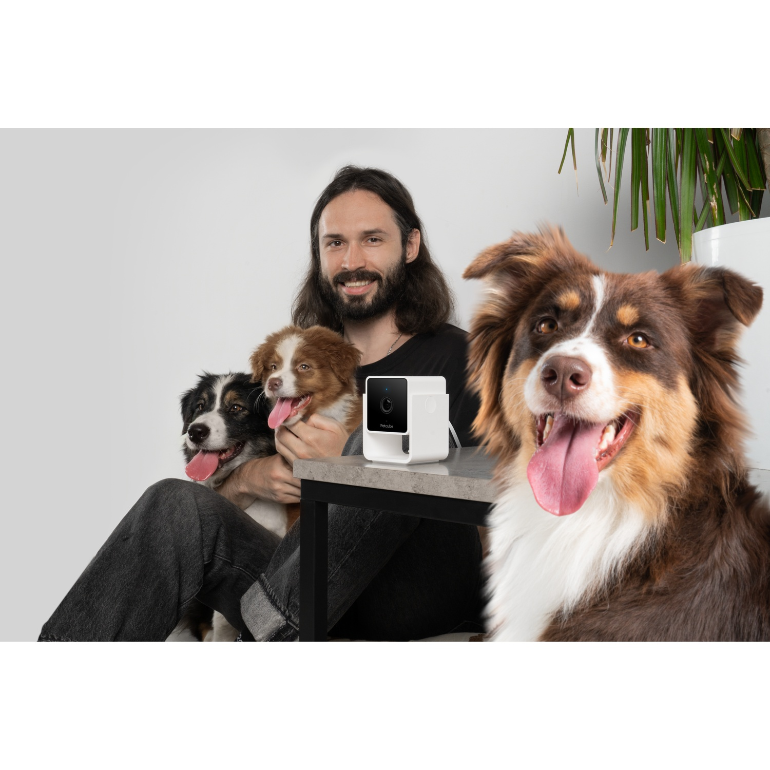 Man sitting with three dogs, one dog looking at the camera with a white device.