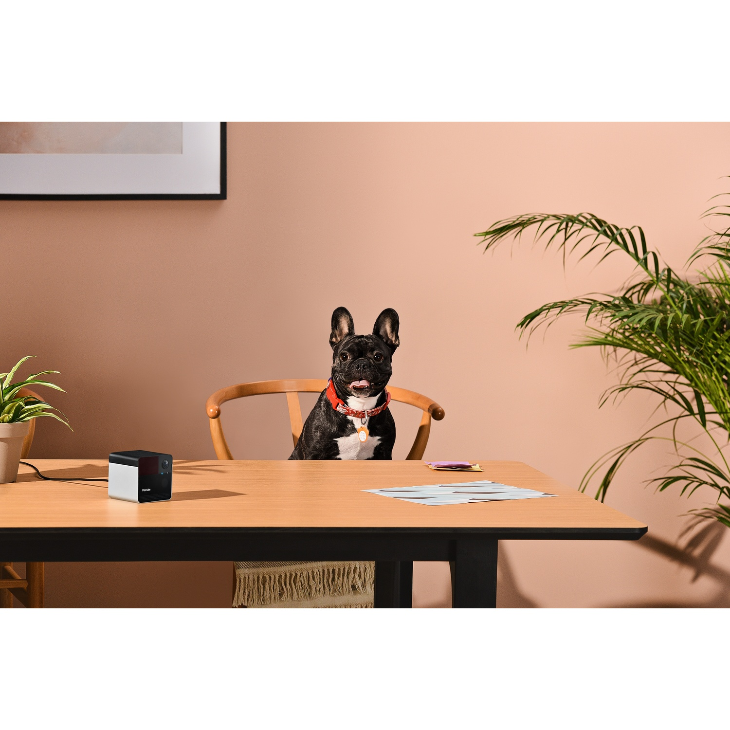 A black and white dog sits at a desk with a printer and papers.