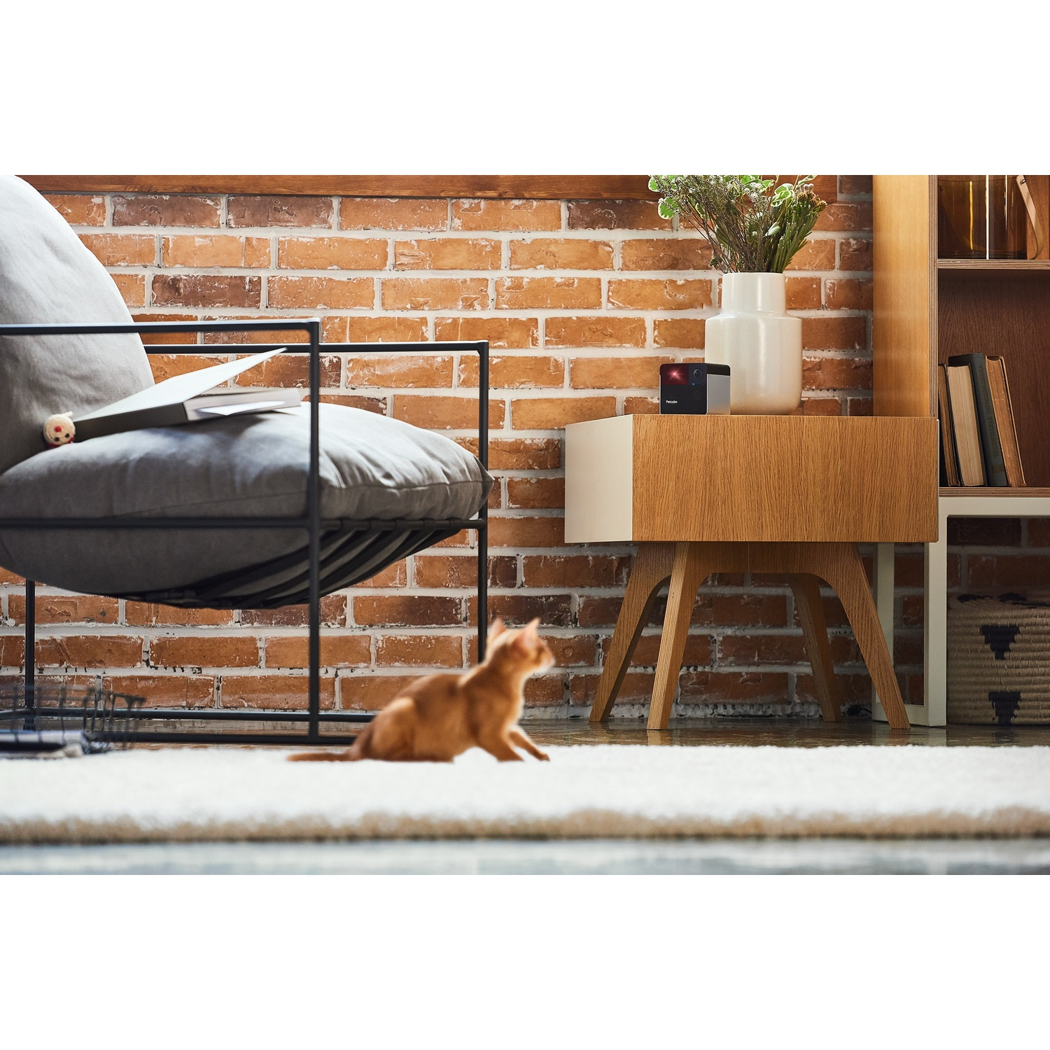 A cat in the foreground, a chair, a table, and a brick wall in the background.