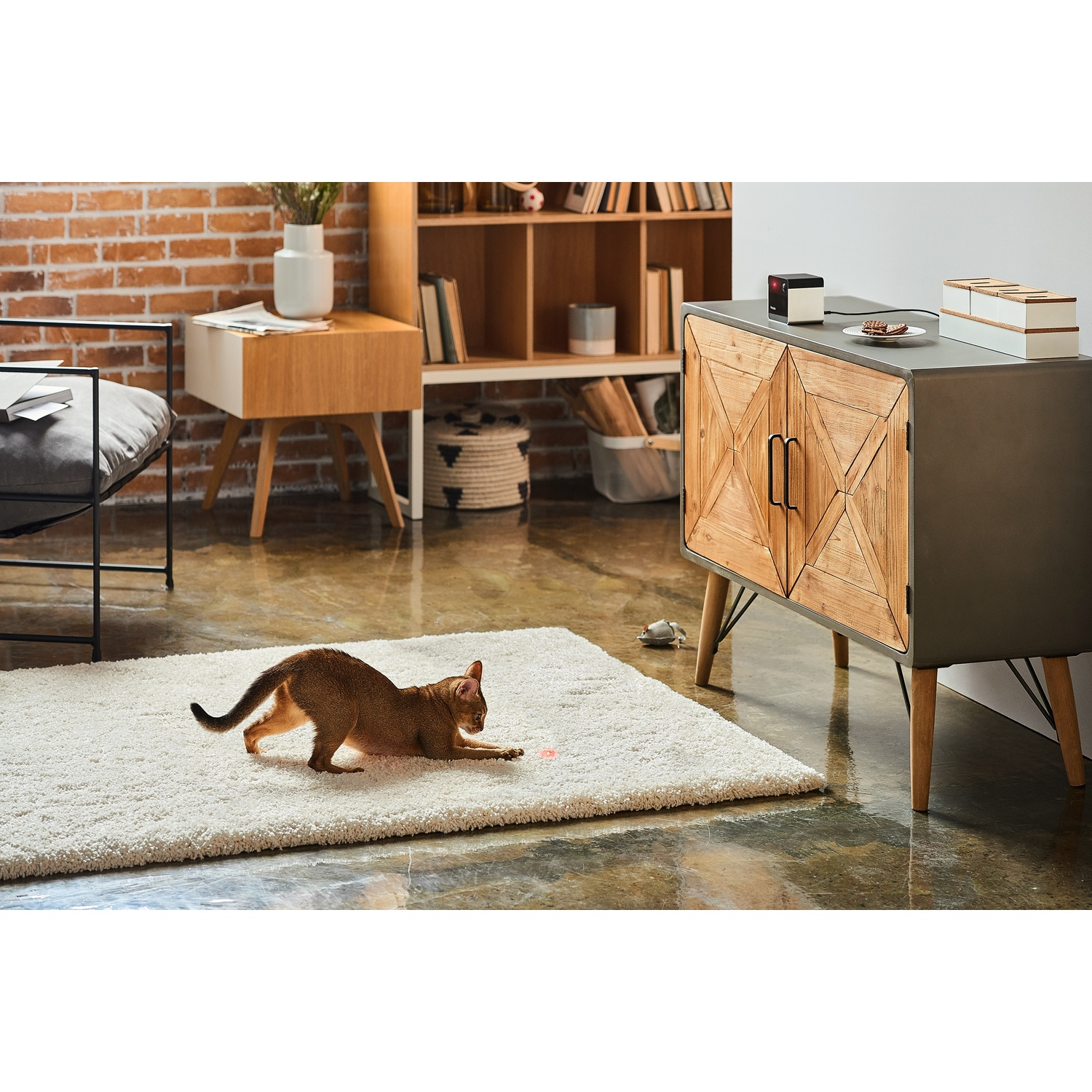 A cat playing with a laser pointer on a rug. A cabinet and furniture are in the background.