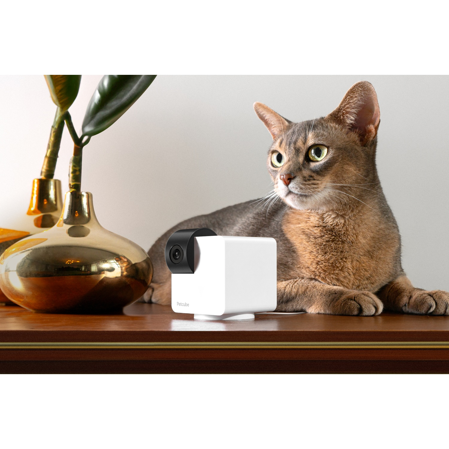 Cat and white Petcube camera on a table with a gold vase and green plant.