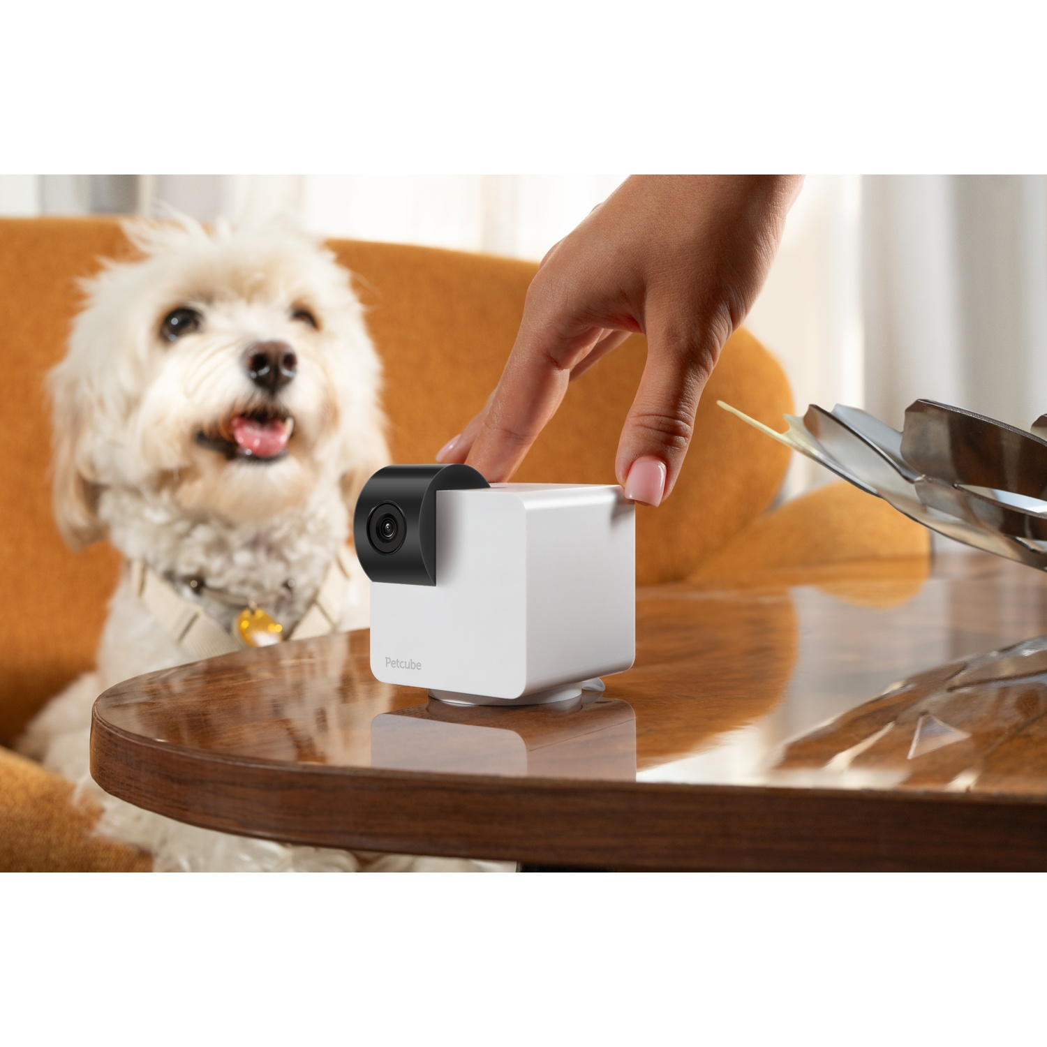 A white dog with a person's hand reaching for a white camera cube on a wooden table.
